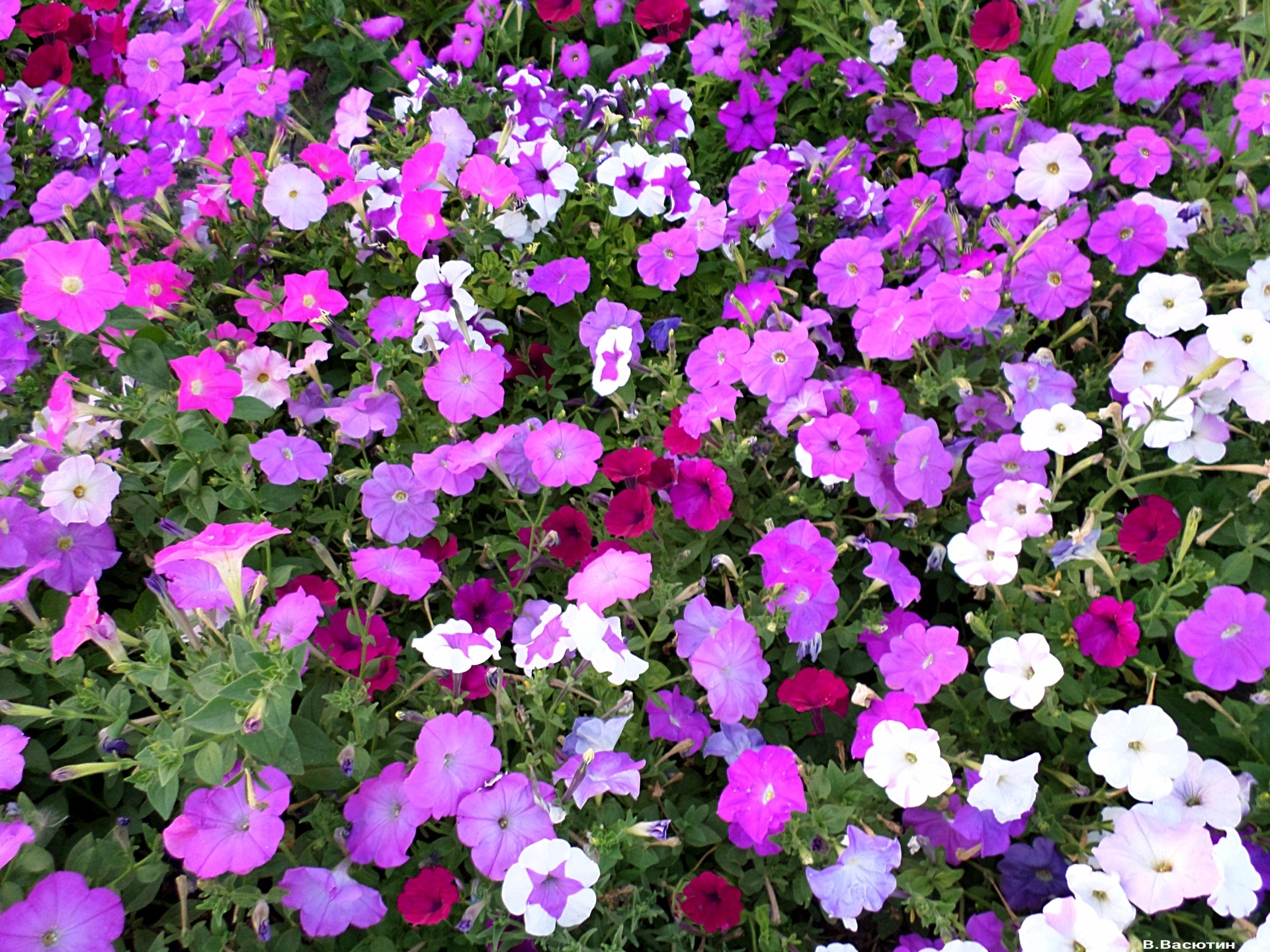 Wallpaper. Flowers. photo. picture. August, Petunia