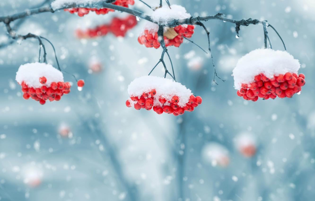 Wallpaper winter, snow, snowflakes, nature, berries