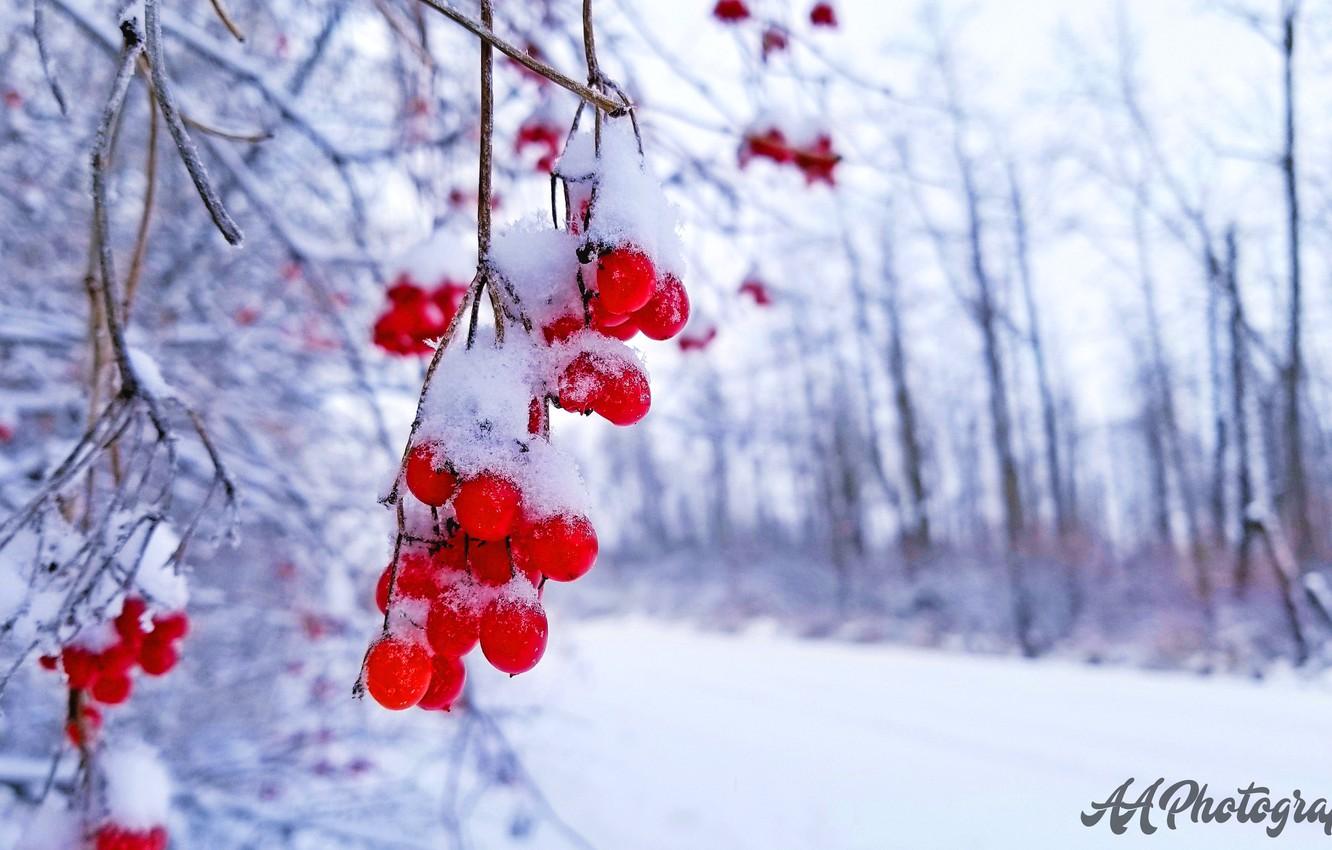 Wallpaper christmas, holidays, snow, berries, snow flakes