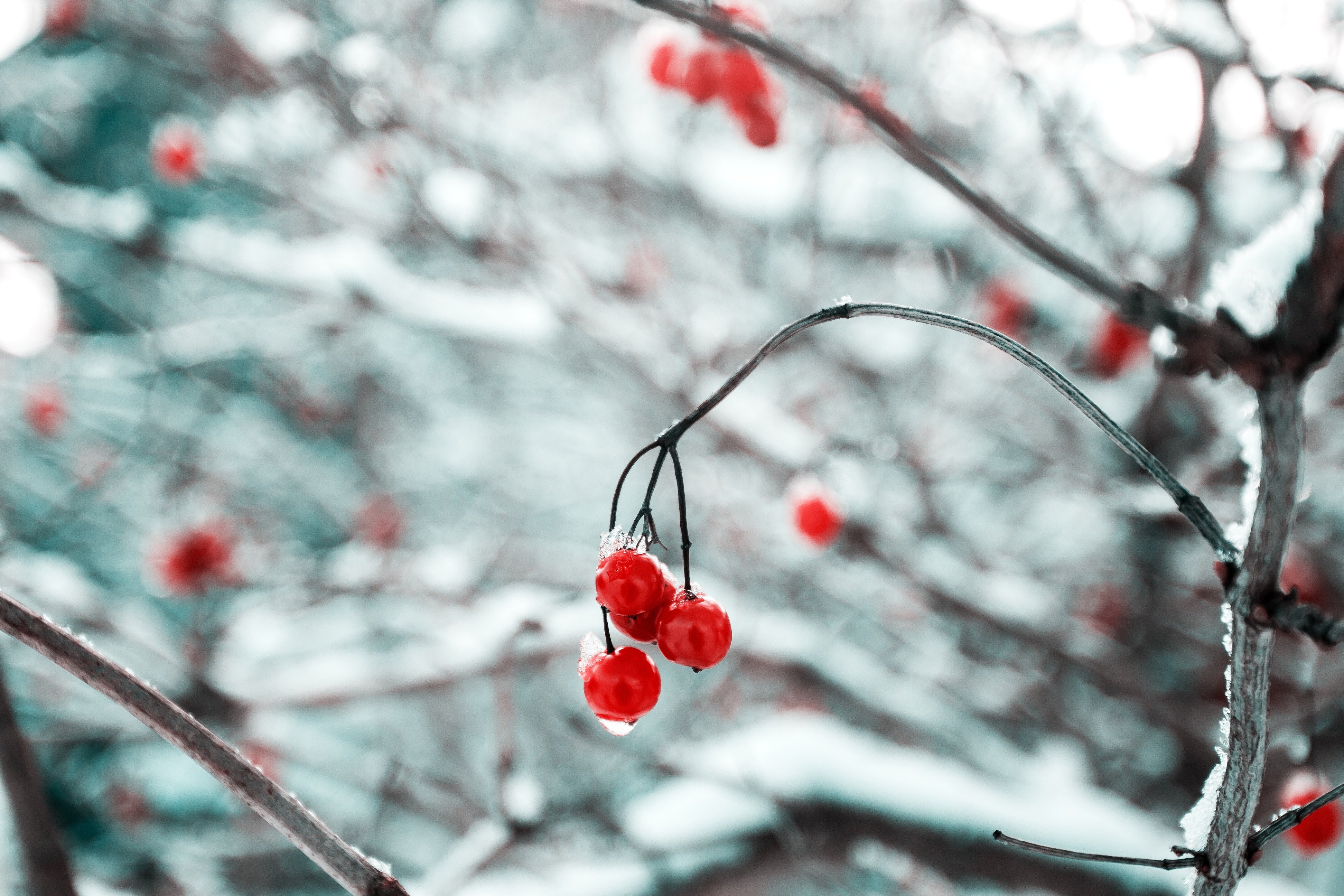 3888x2592 #nature, #fruit, #forest, #ice, #bokeh, #cranberry, #closeup, #outdoors, #woodland, #snow, #garden, #environment, #snowstorm, #close up, #holiday, #winter, #tree, #branch, #PNG image, #berry, #cold HD Wallpaper