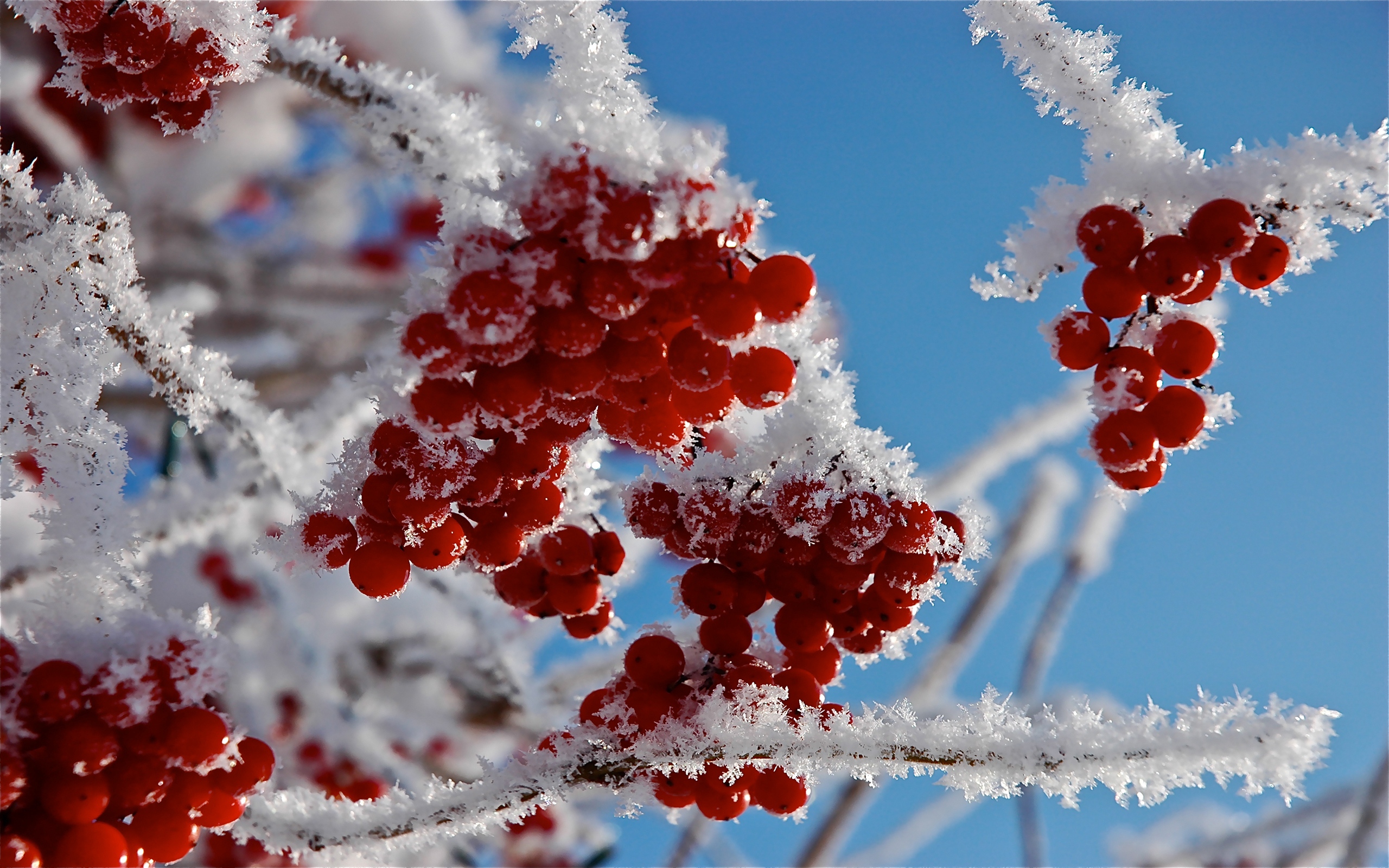 Download Wallpaper 2560x1600 Branches, Frost, Close Up, Snow