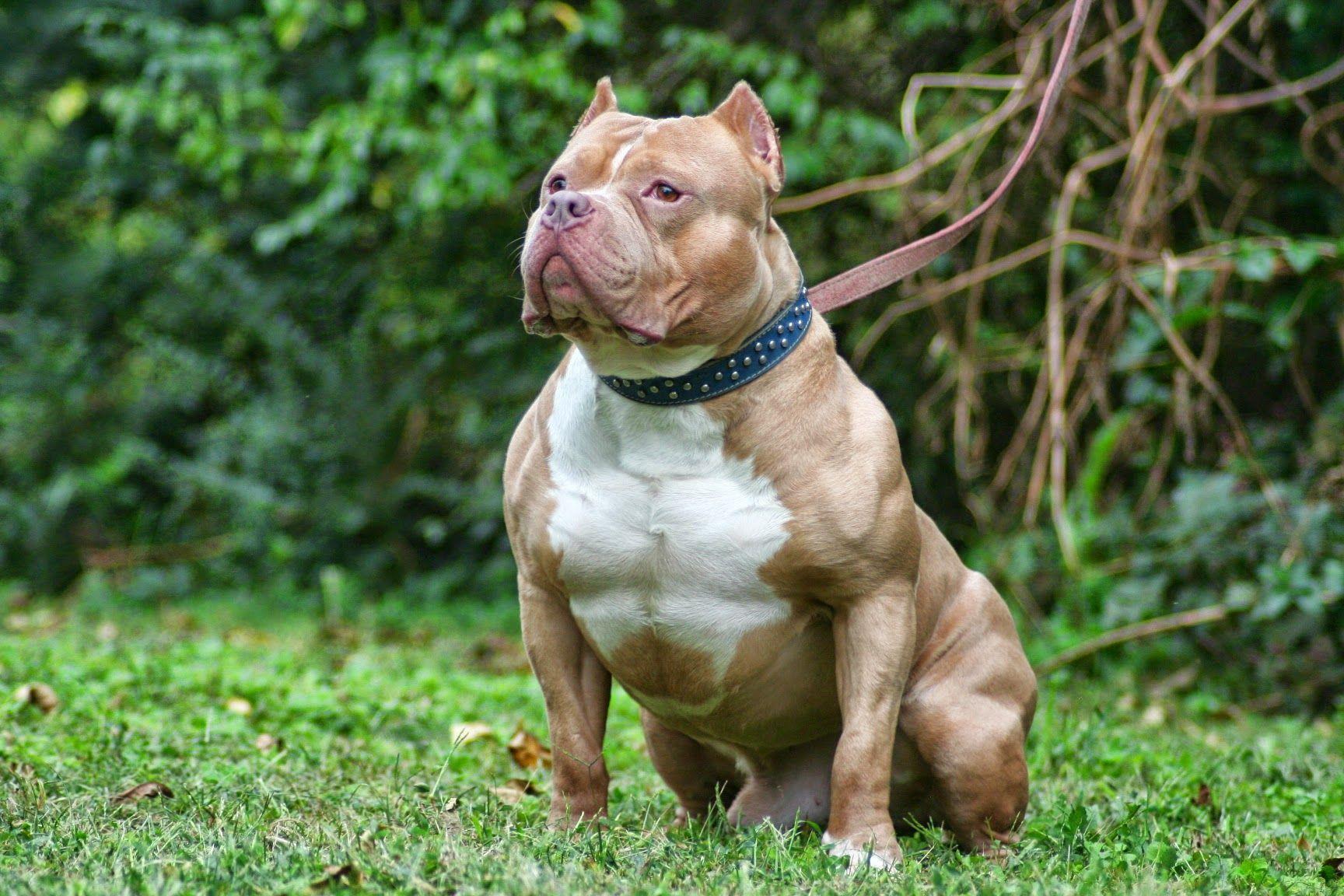 XL Bully Dog Wallpapers Wallpaper Cave