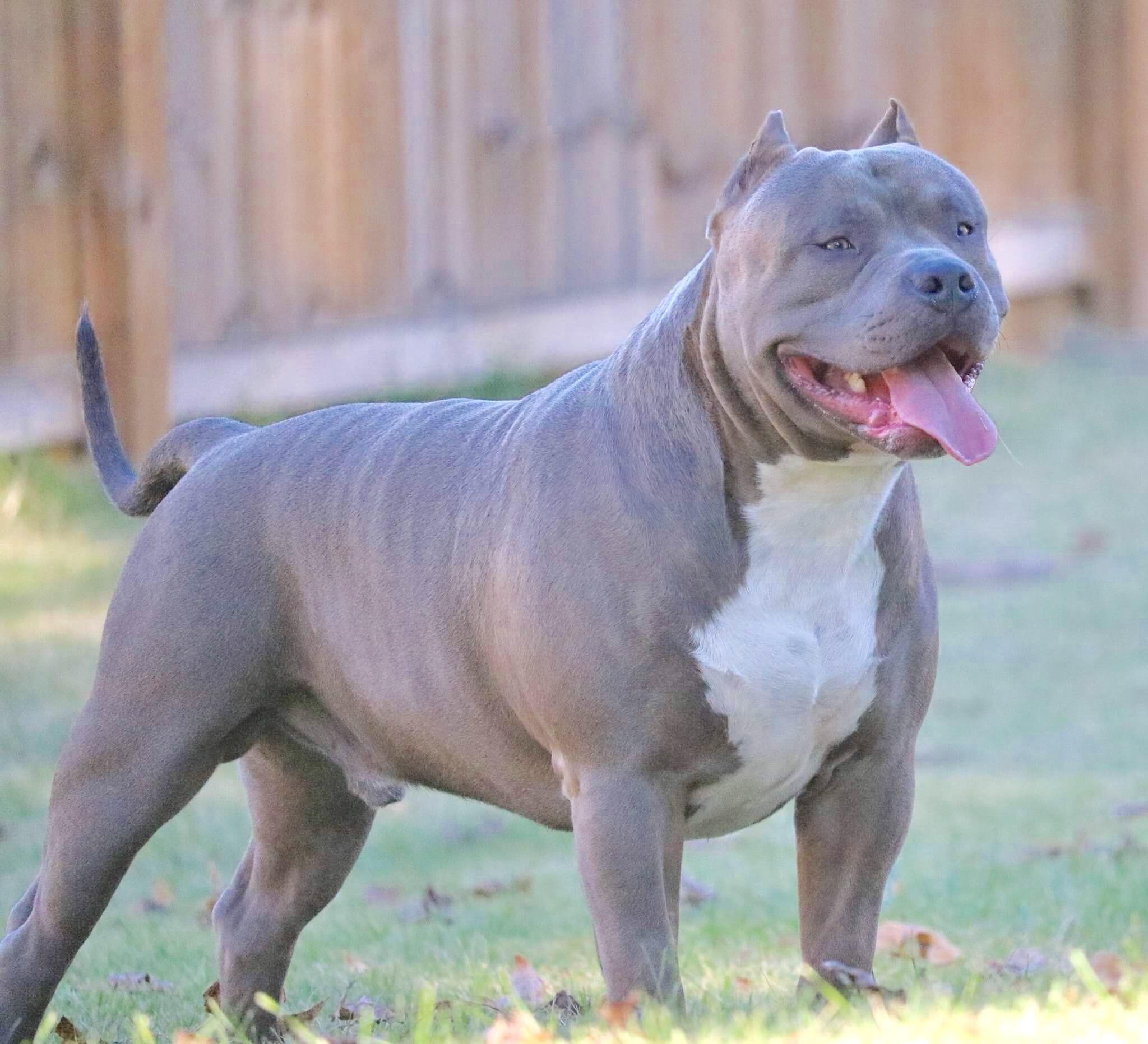 Blue Nose American Bully Xxl