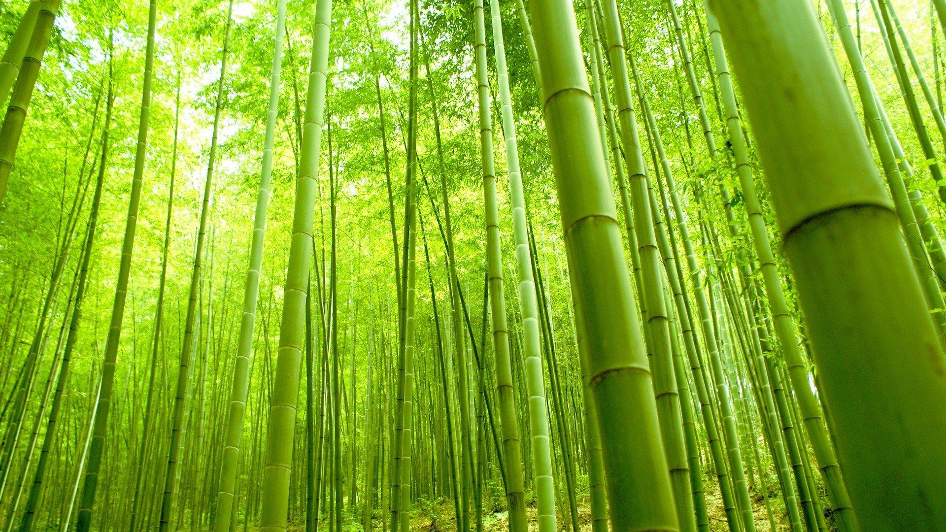 PVC Interior Bamboo Forest 3D Wallpaper For Home and Office Size 120 X  80 Inchlxw
