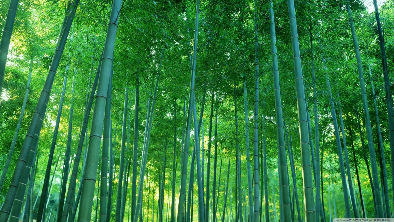Forest Bamboo HD Wallpaper