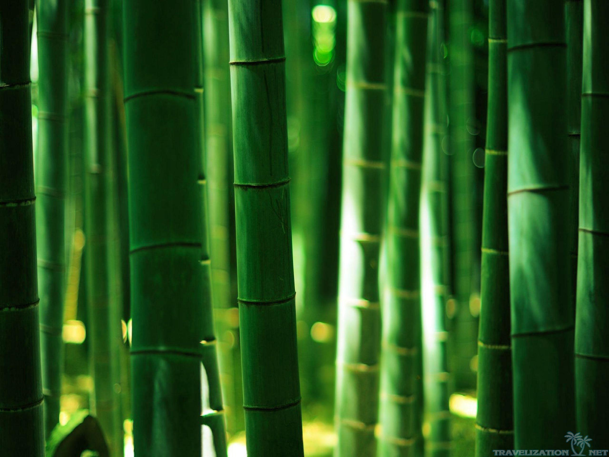 nice Green Bamboo Forest. Green nature wallpaper, Nature