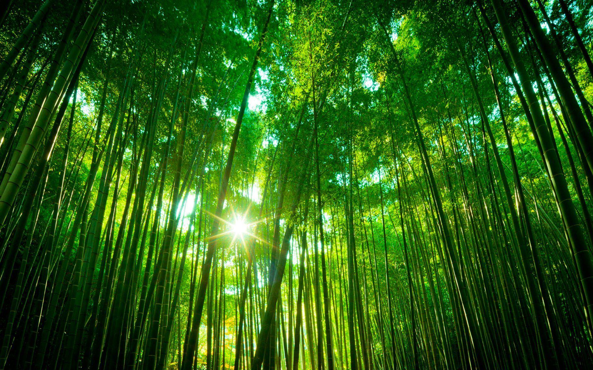Bamboo Forest HD Wallpapers  Top Free Bamboo Forest HD Backgrounds   WallpaperAccess