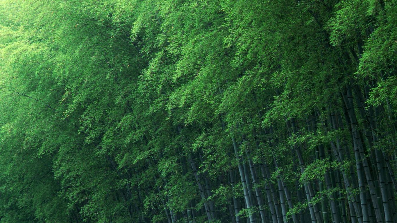 Bamboo Forest nature pretty road HD phone wallpaper  Peakpx