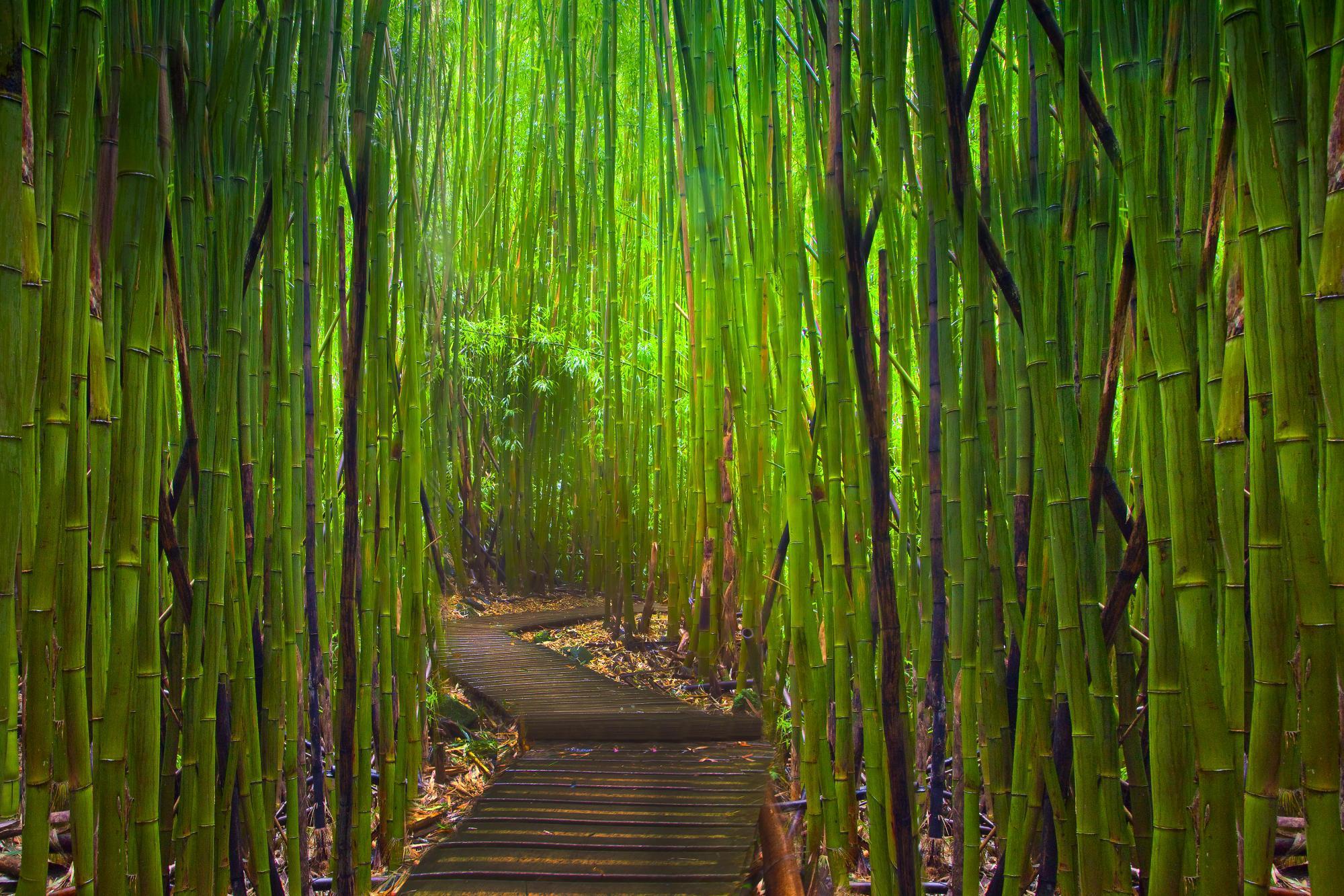 Download Bamboo Forest Background, High Quality Wallpaper