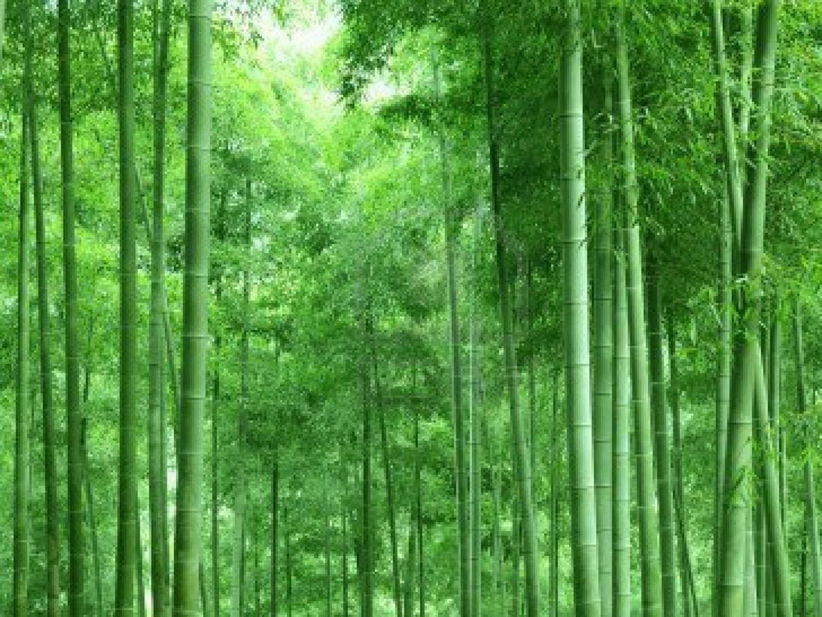 Bamboo Picture Wallpaper