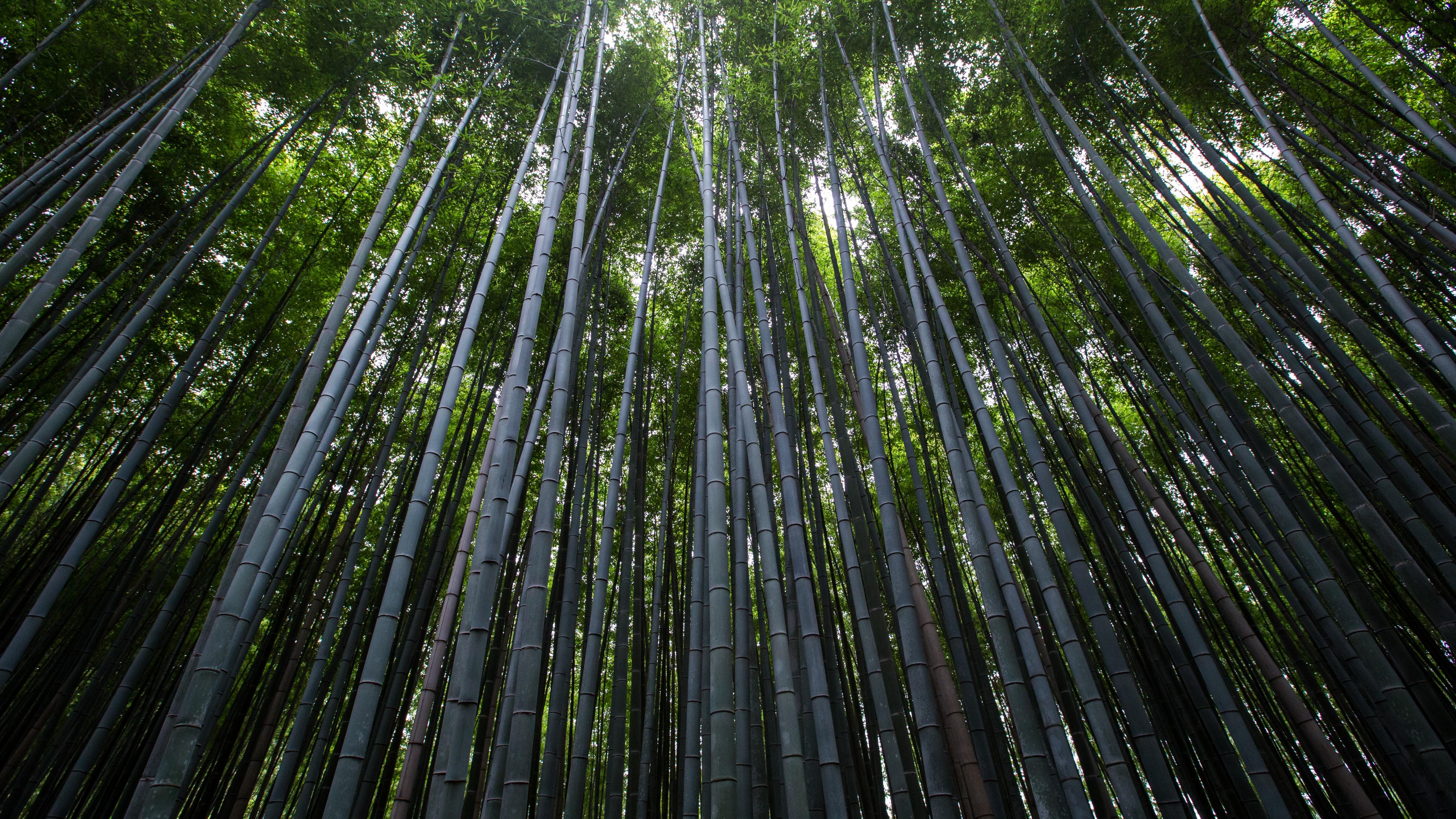 Wallpaper Forest, 4k, 5k wallpaper, 8k, trees, green, bamboo
