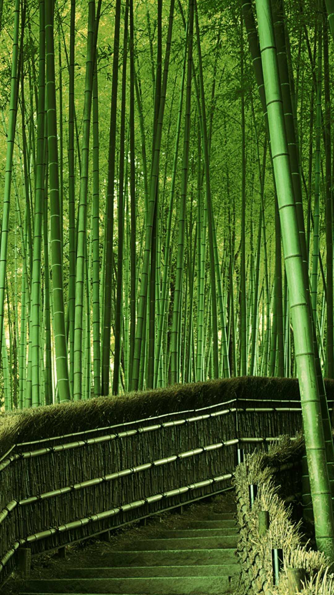 Landscape green bamboo forest. wallpaper.sc SmartPhone