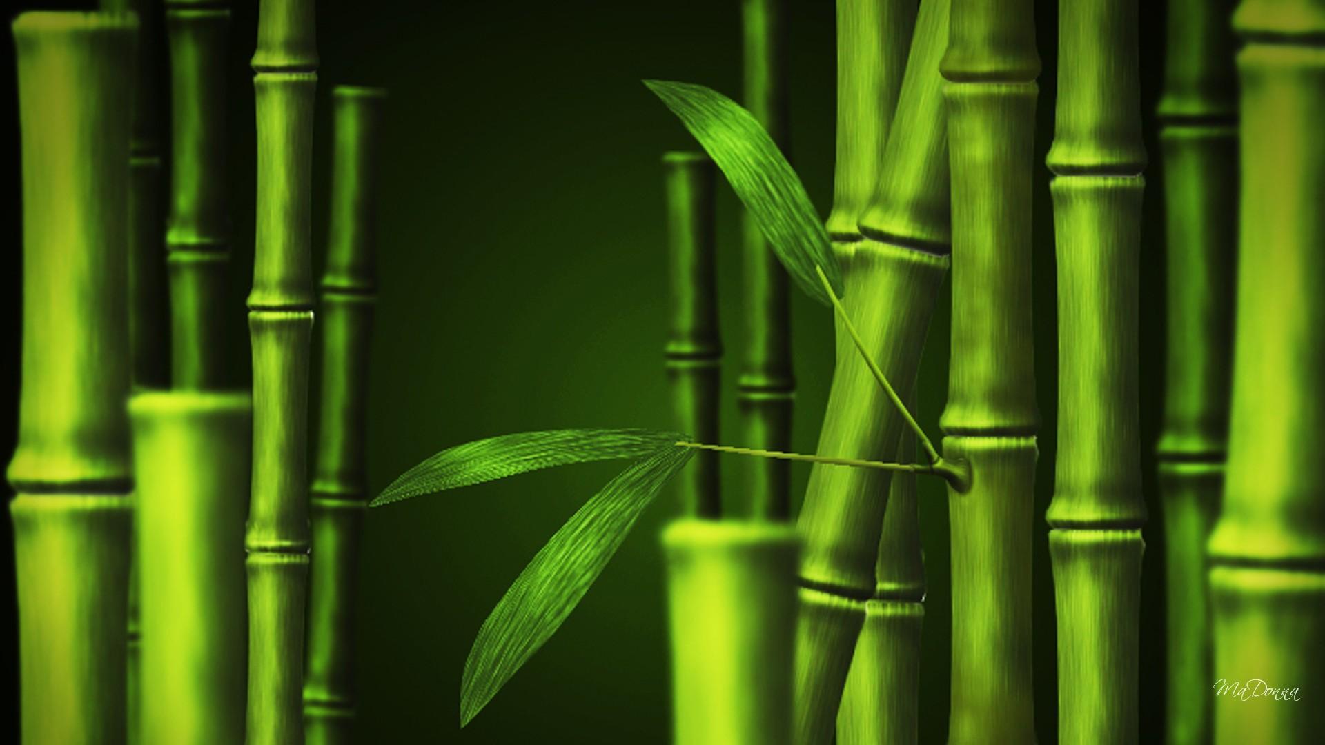 Bamboo forest Green wallpaper for Android
