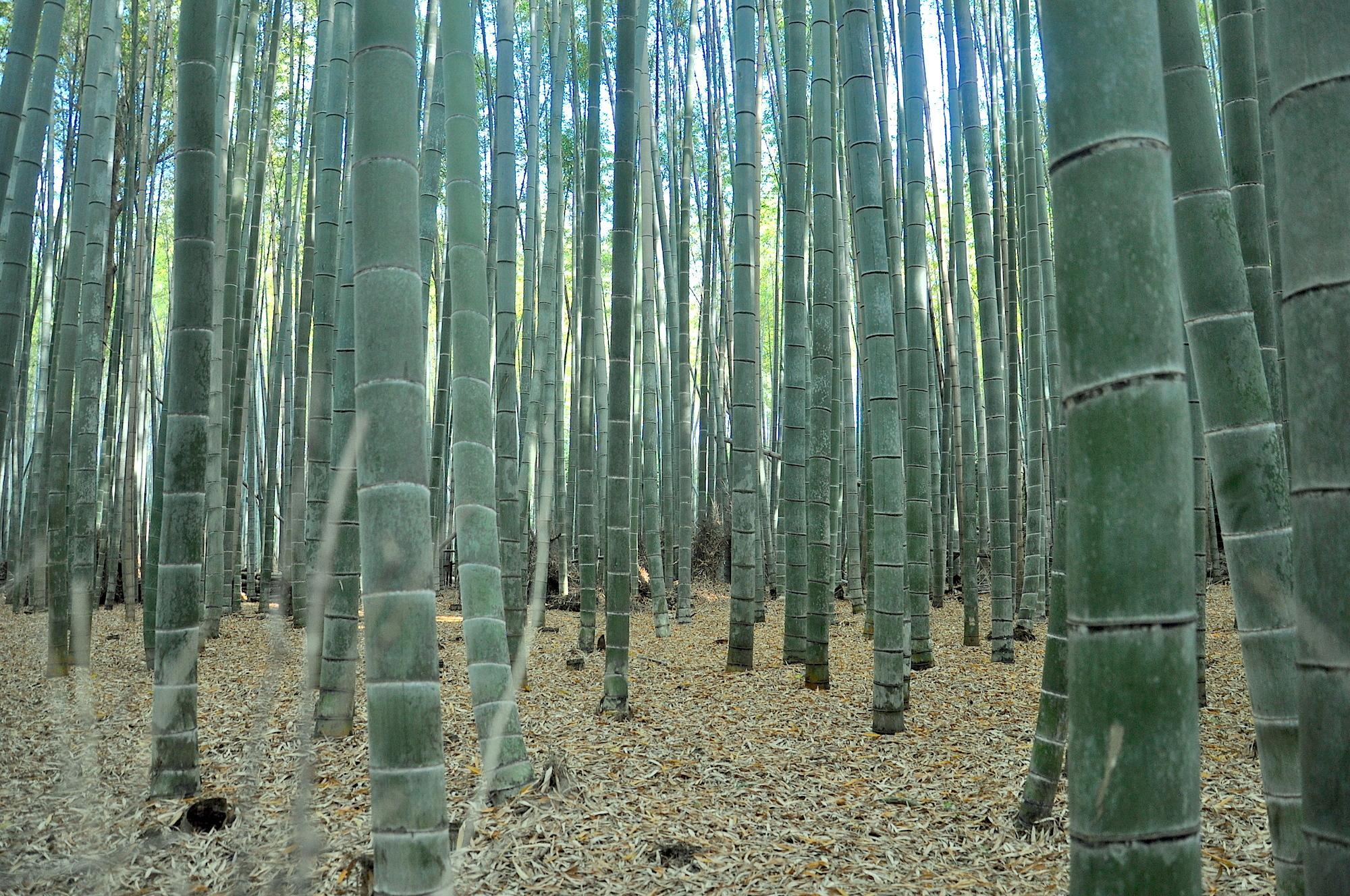 Sagano Bamboo Forest in Kyoto: One of world's prettiest