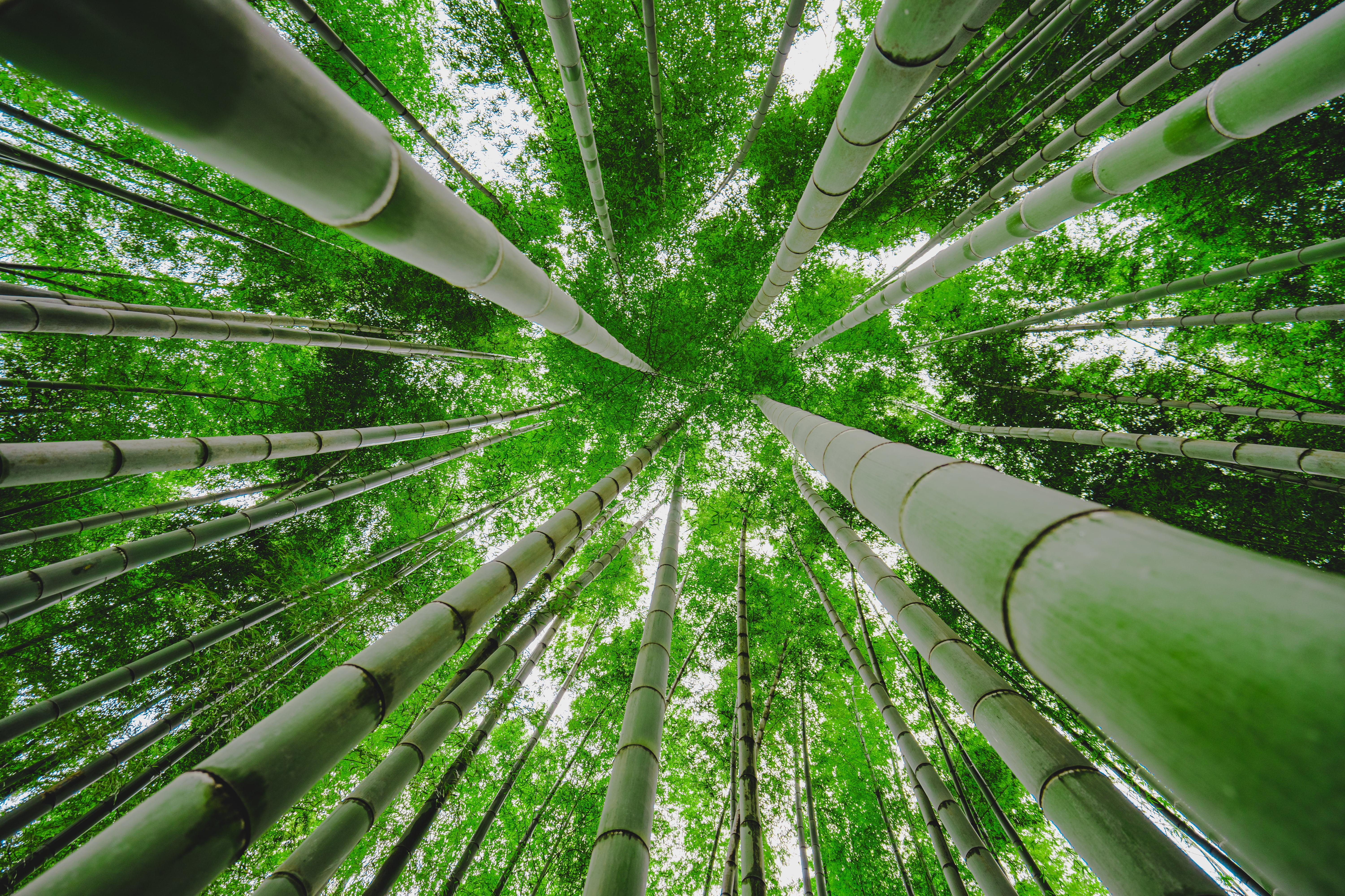 Бамбуковый лес анимация