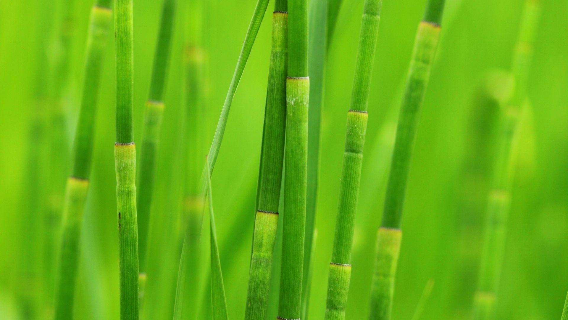 Bamboo forest Green wallpaper for Android