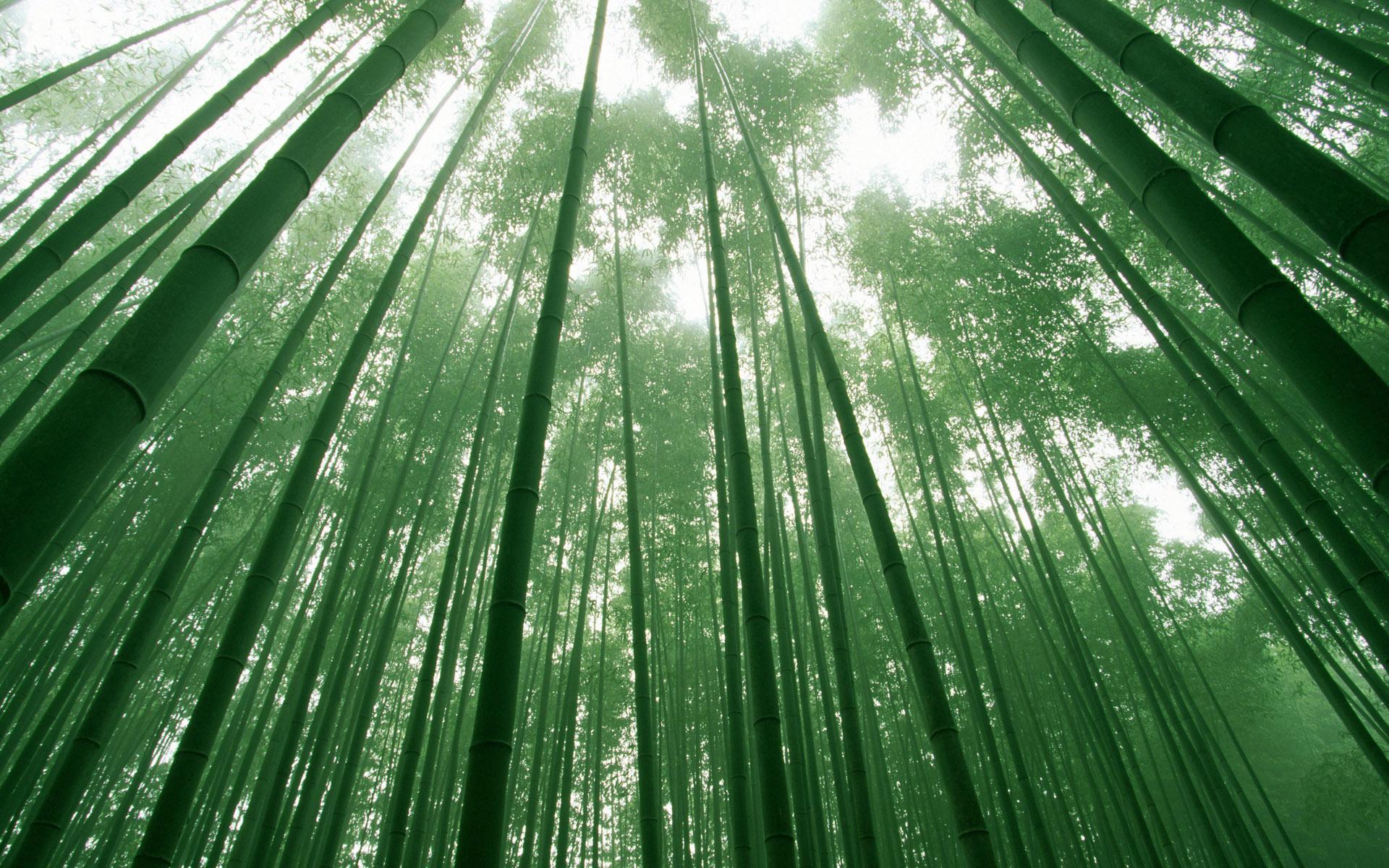 Bamboo Forest Wallpaper HD Bamboo Forest, HD