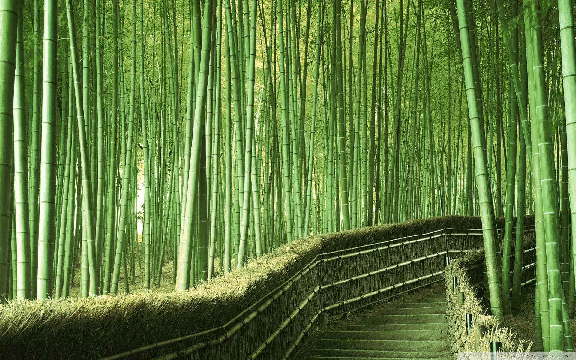 Download Bamboo Forest Background, High Quality Wallpaper