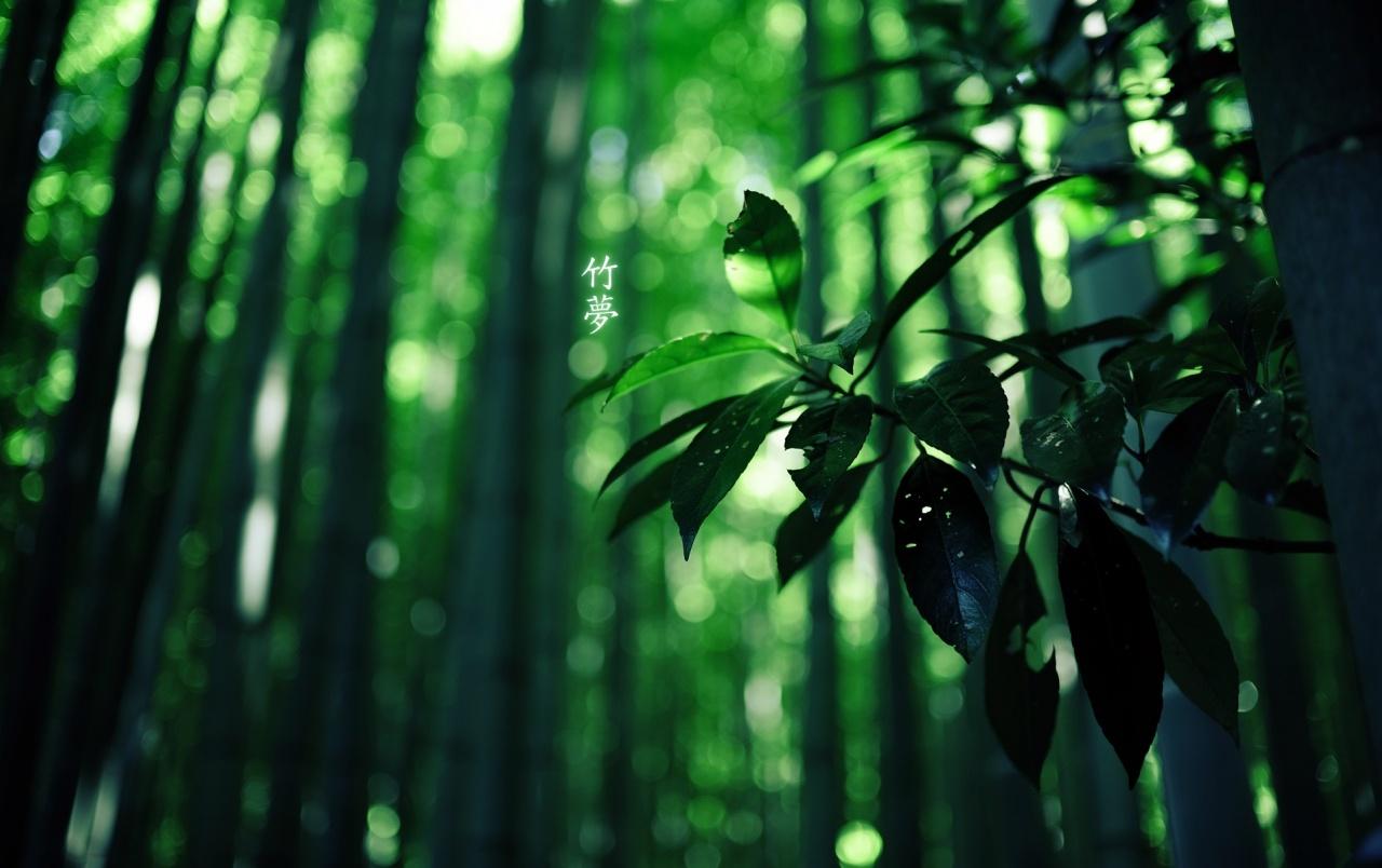 Bamboo Forest wallpaper. Bamboo Forest