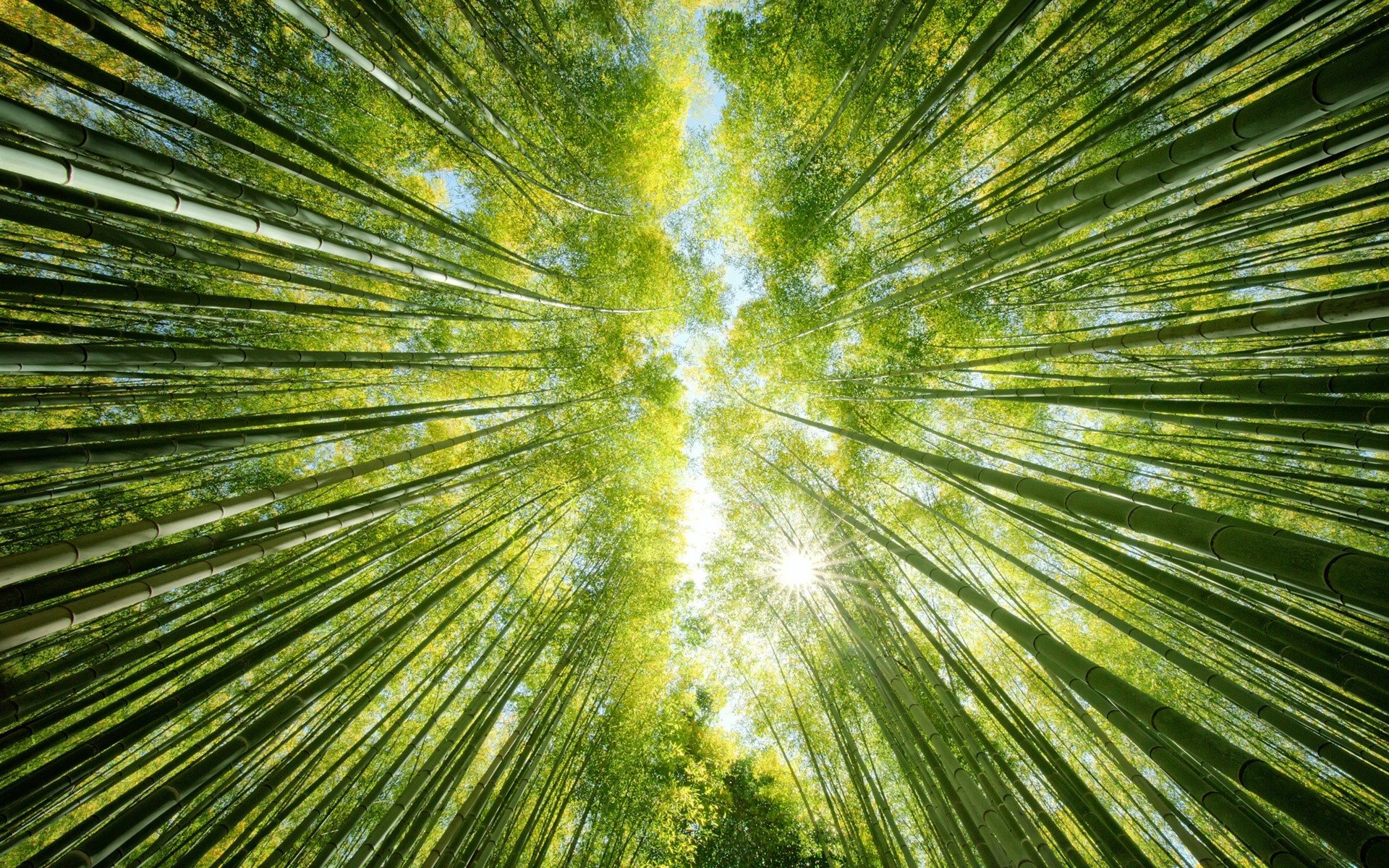 Wallpaper Bamboo forest, green, sun rays, from bottom view
