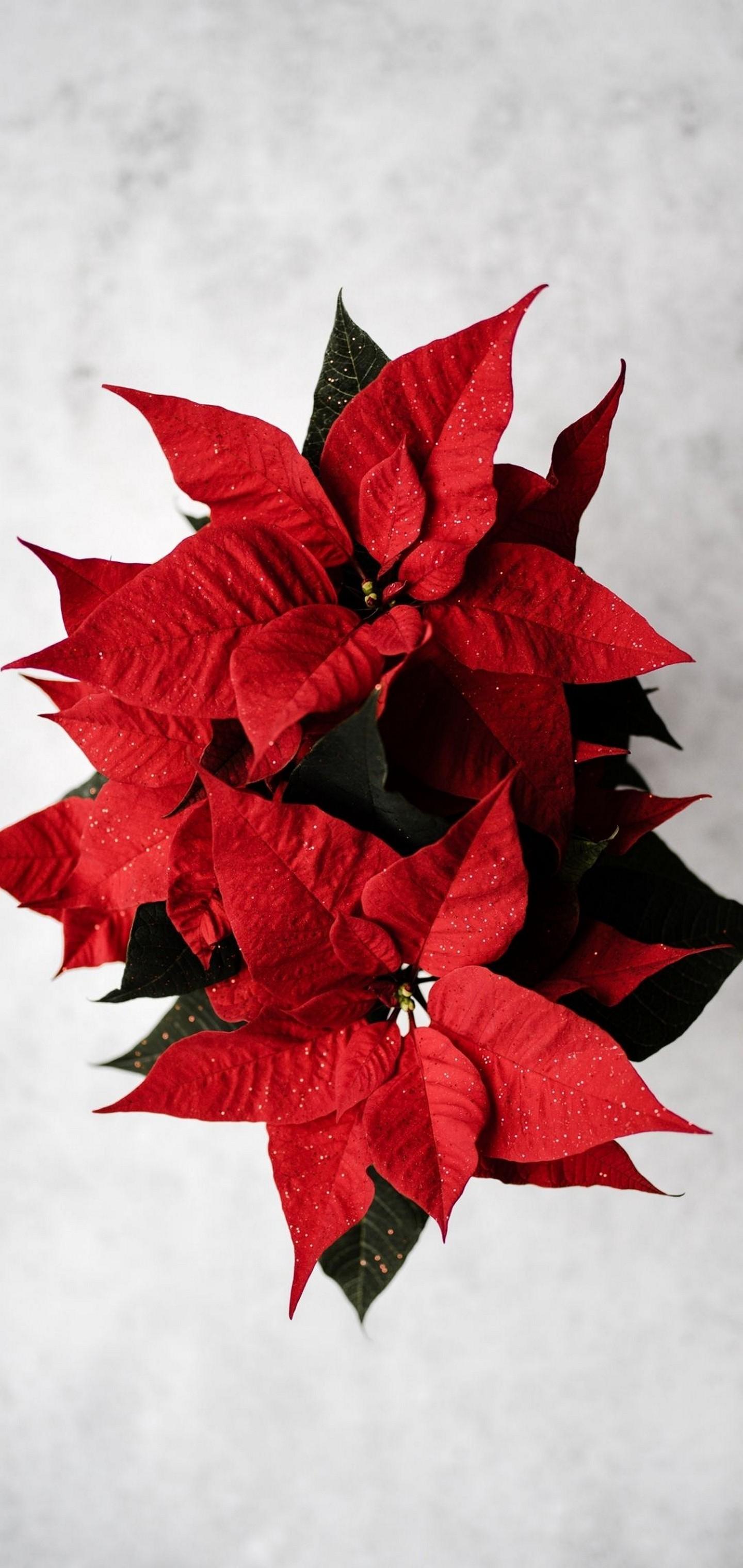 Poinsettia Red Wallpapers - Wallpaper Cave