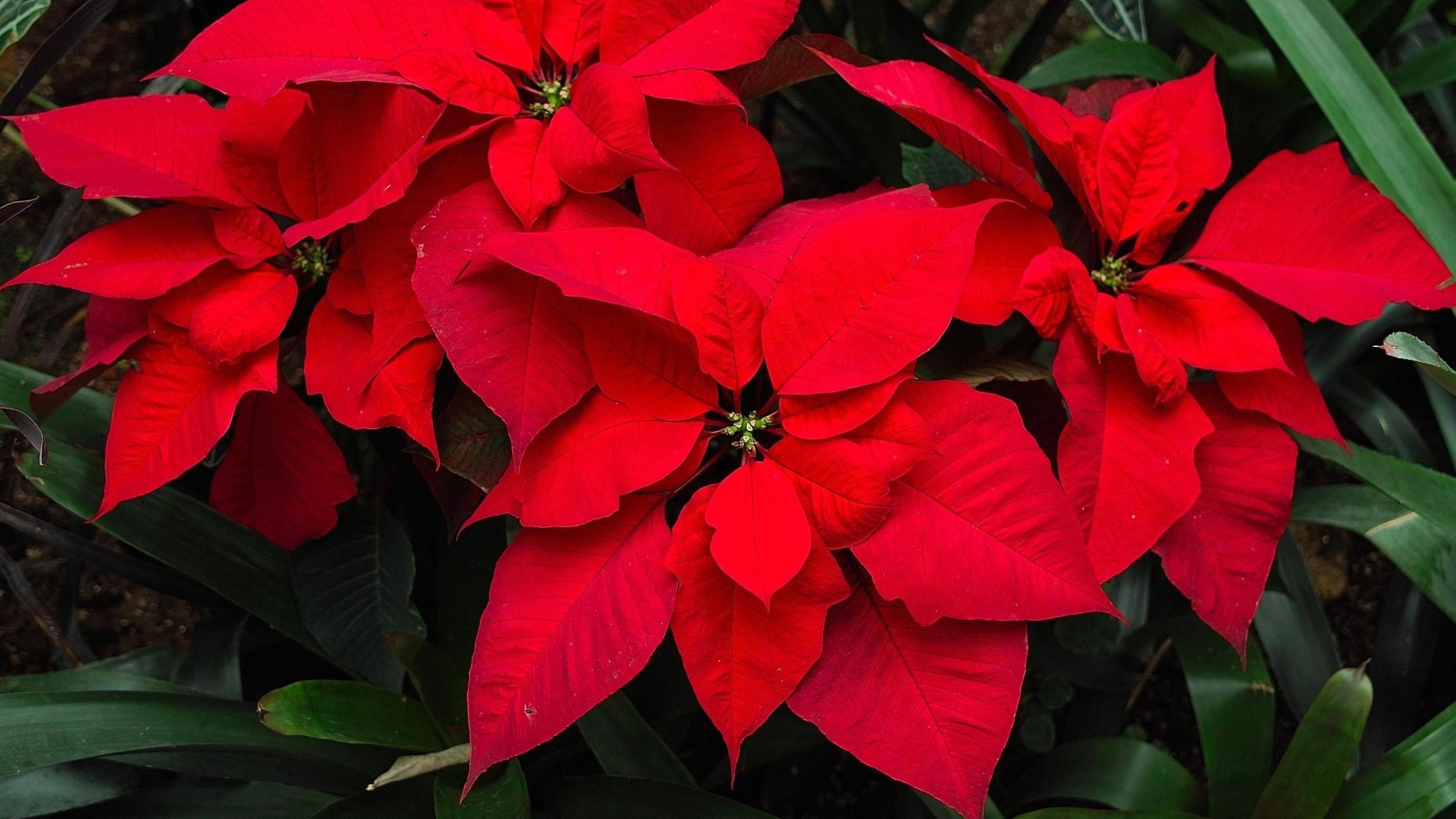 Poinsettia Wallpaper