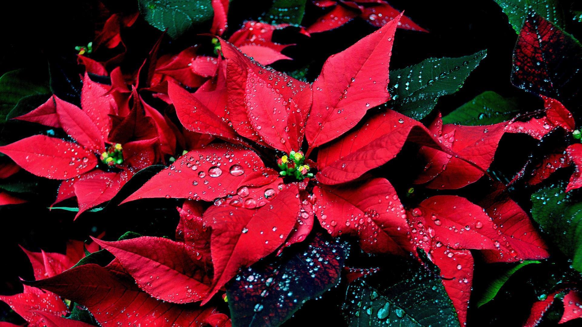 Poinsettia Wallpaper
