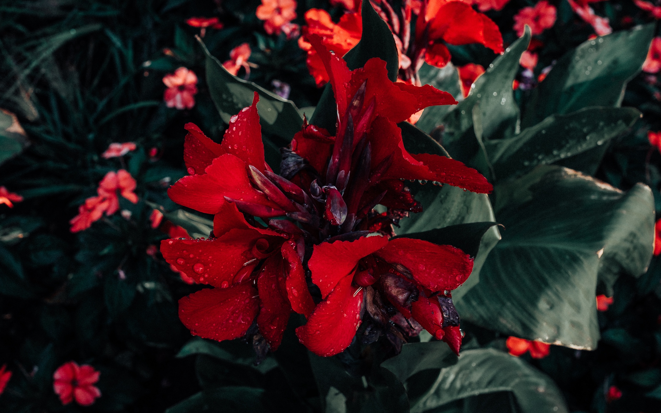 Download wallpaper 2560x1600 poinsettia, flower, red