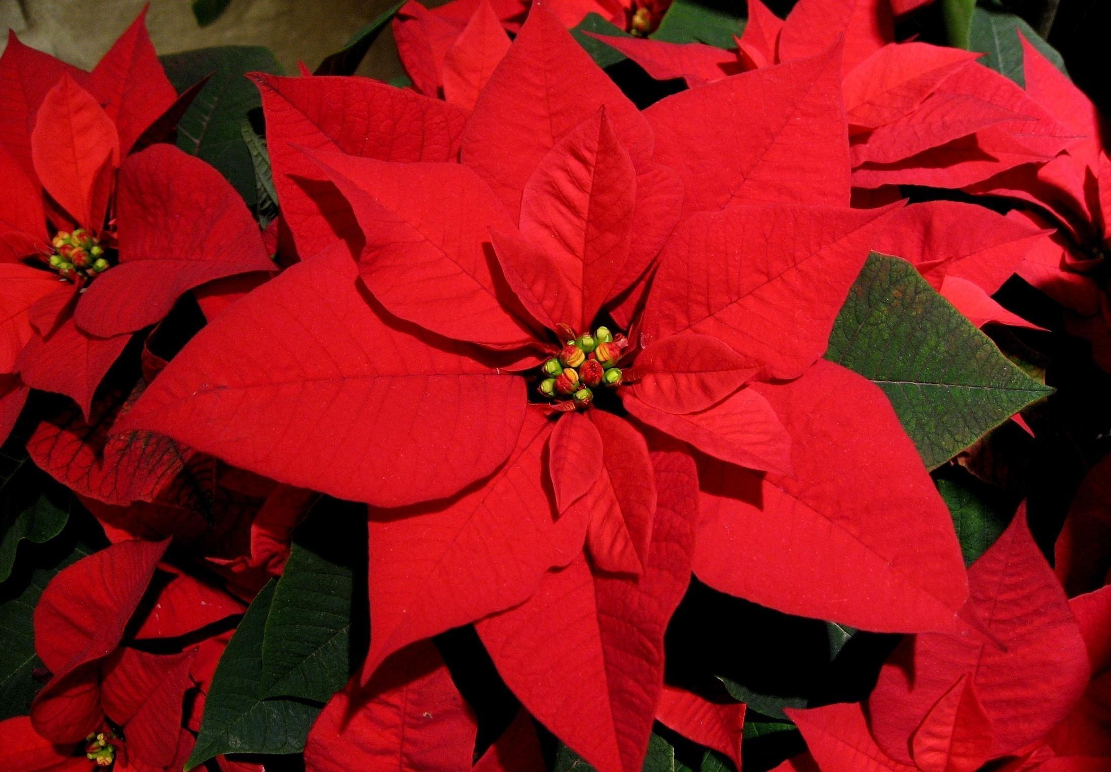 Red artificial Poinsettia HD wallpaper