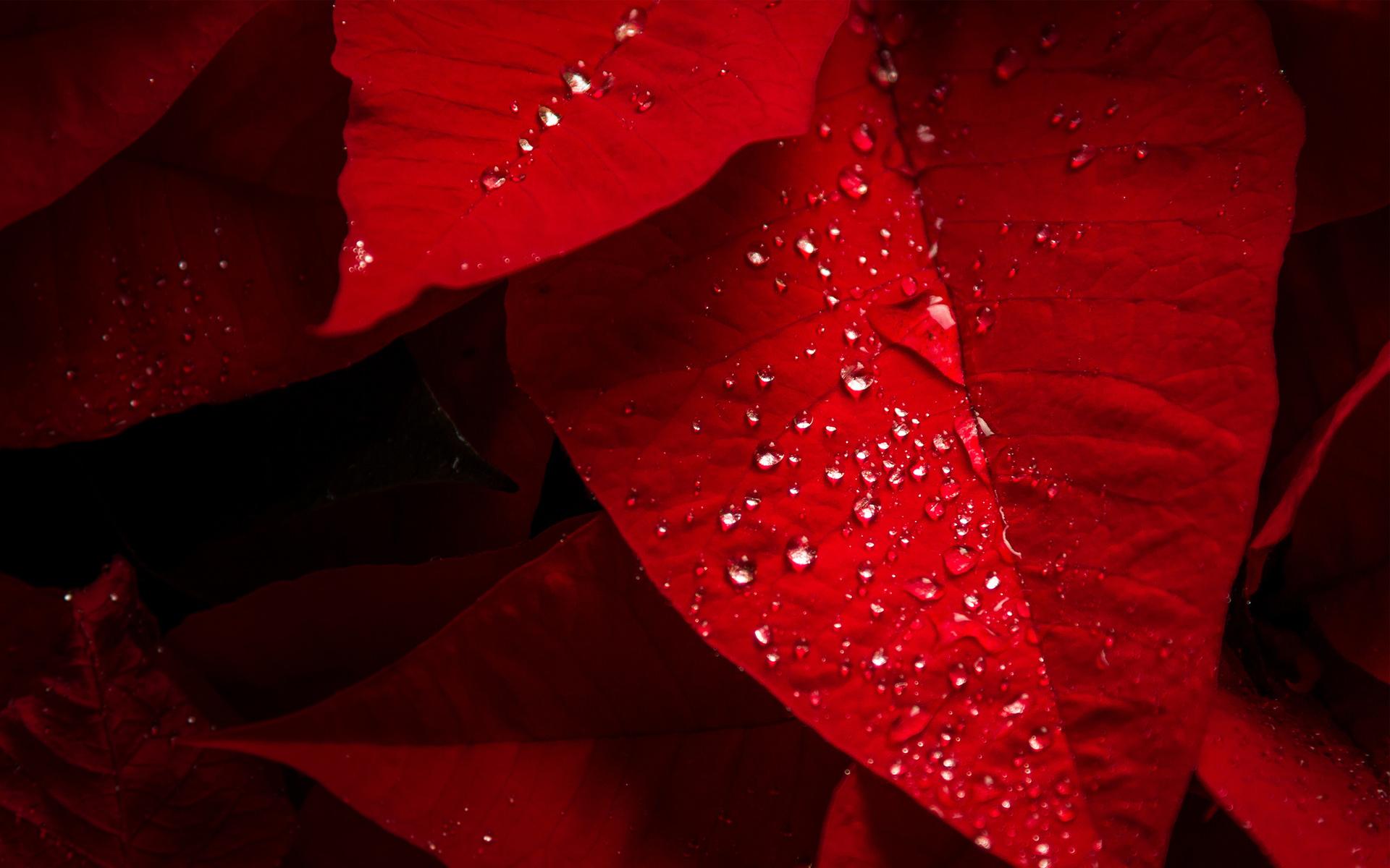 Poinsettia Red Leaves HD wallpaper
