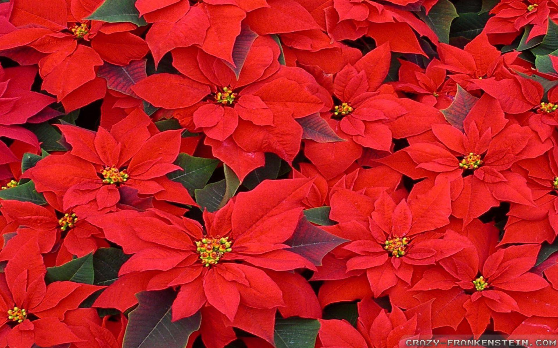 Christmas Poinsettia Wallpaper Free Christmas
