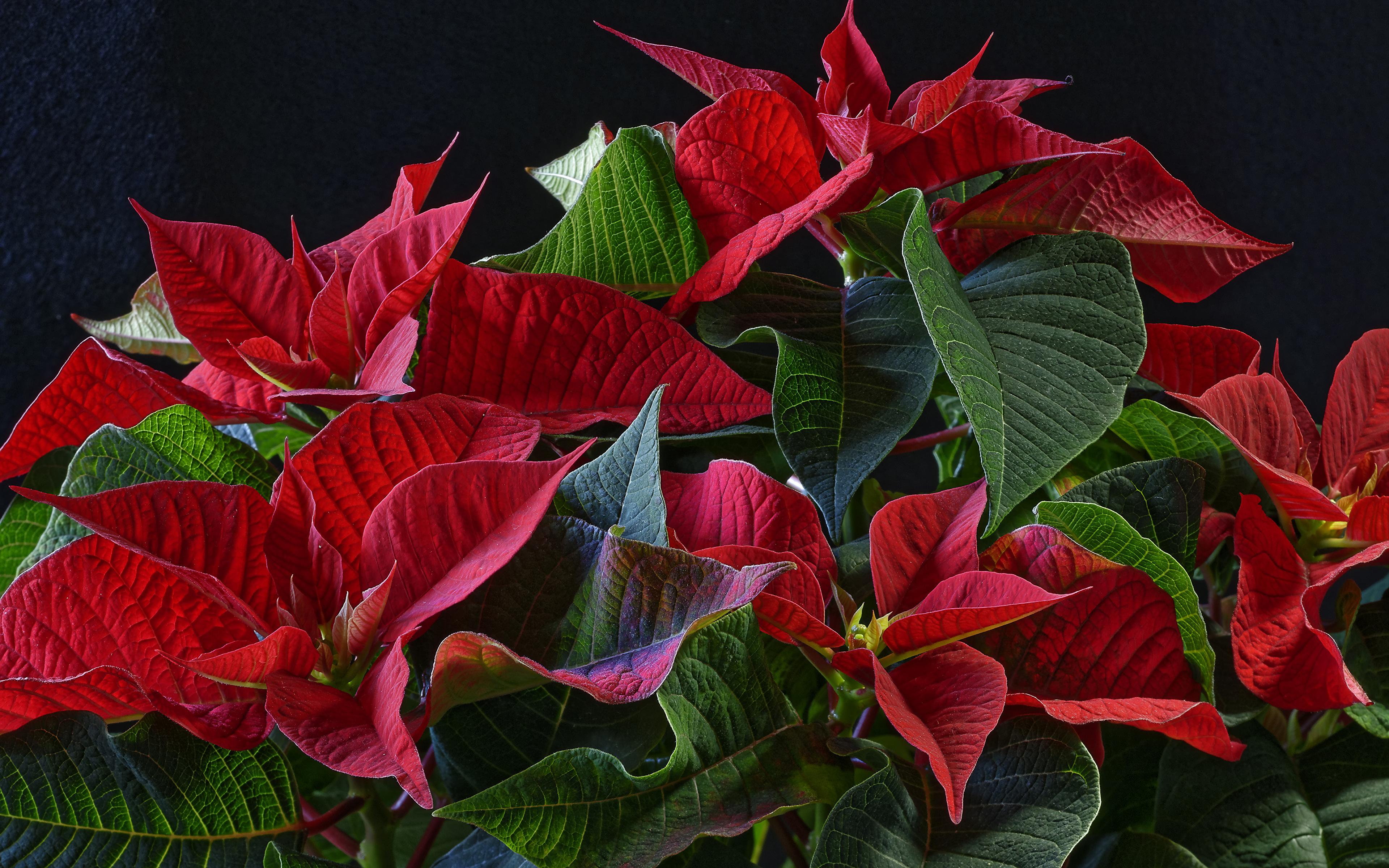 Poinsettia Red Wallpapers - Wallpaper Cave