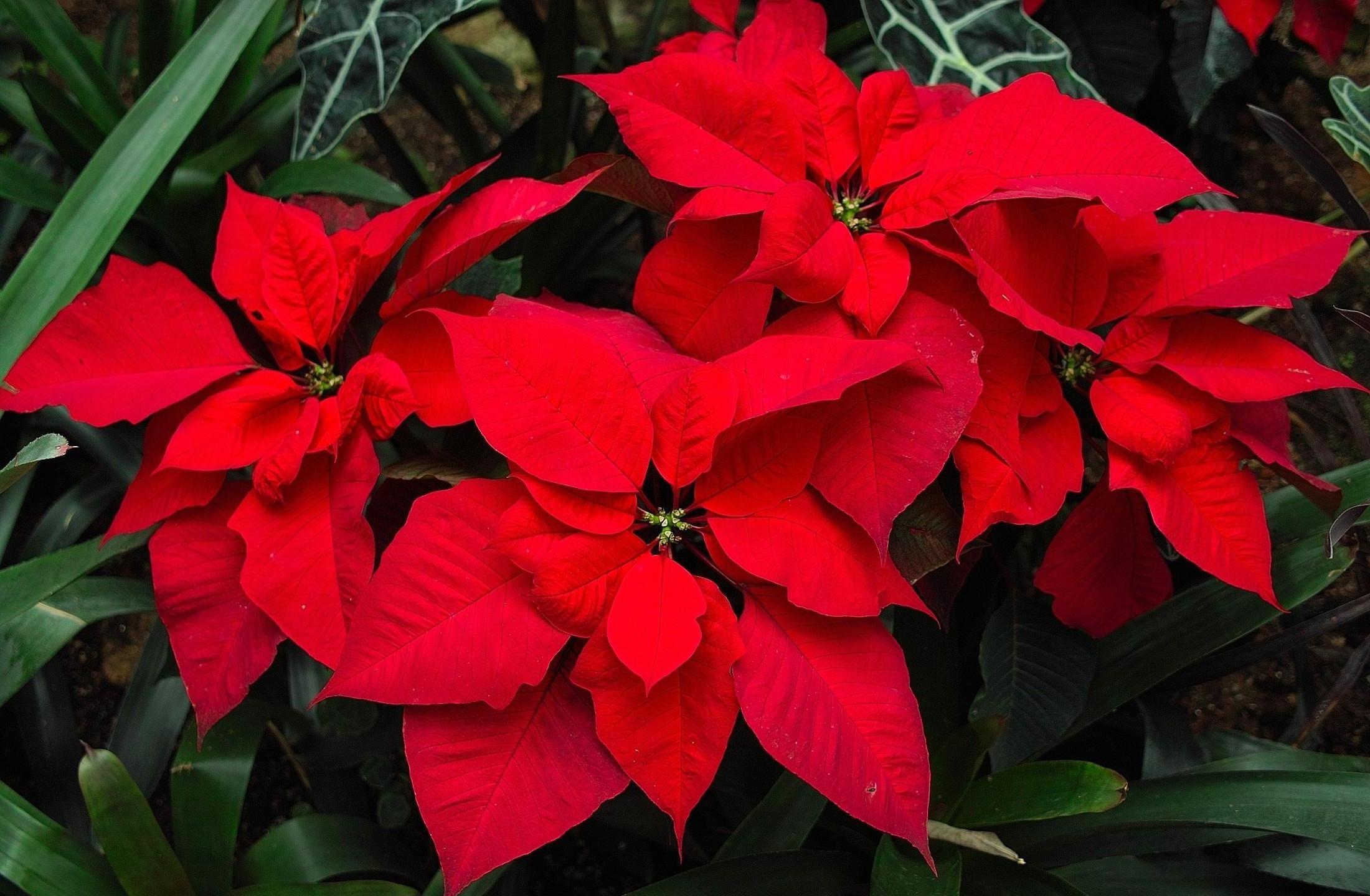 Poinsettia Red Wallpapers - Wallpaper Cave