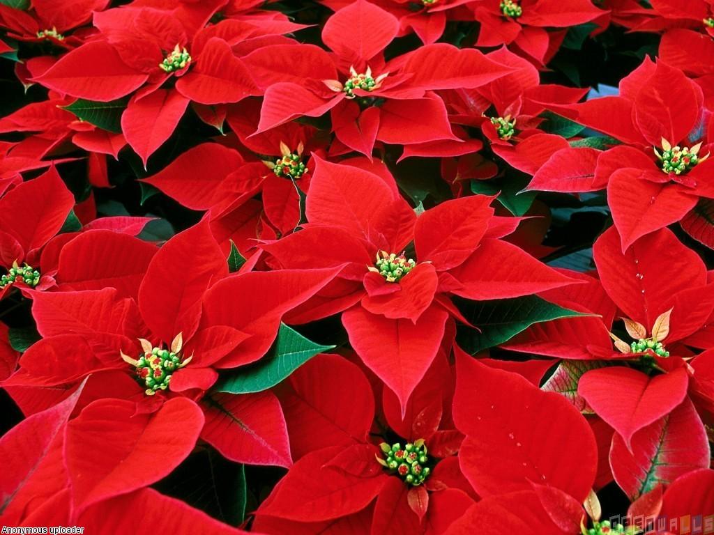 Free download Red poinsettia wallpaper 20616 Open Walls