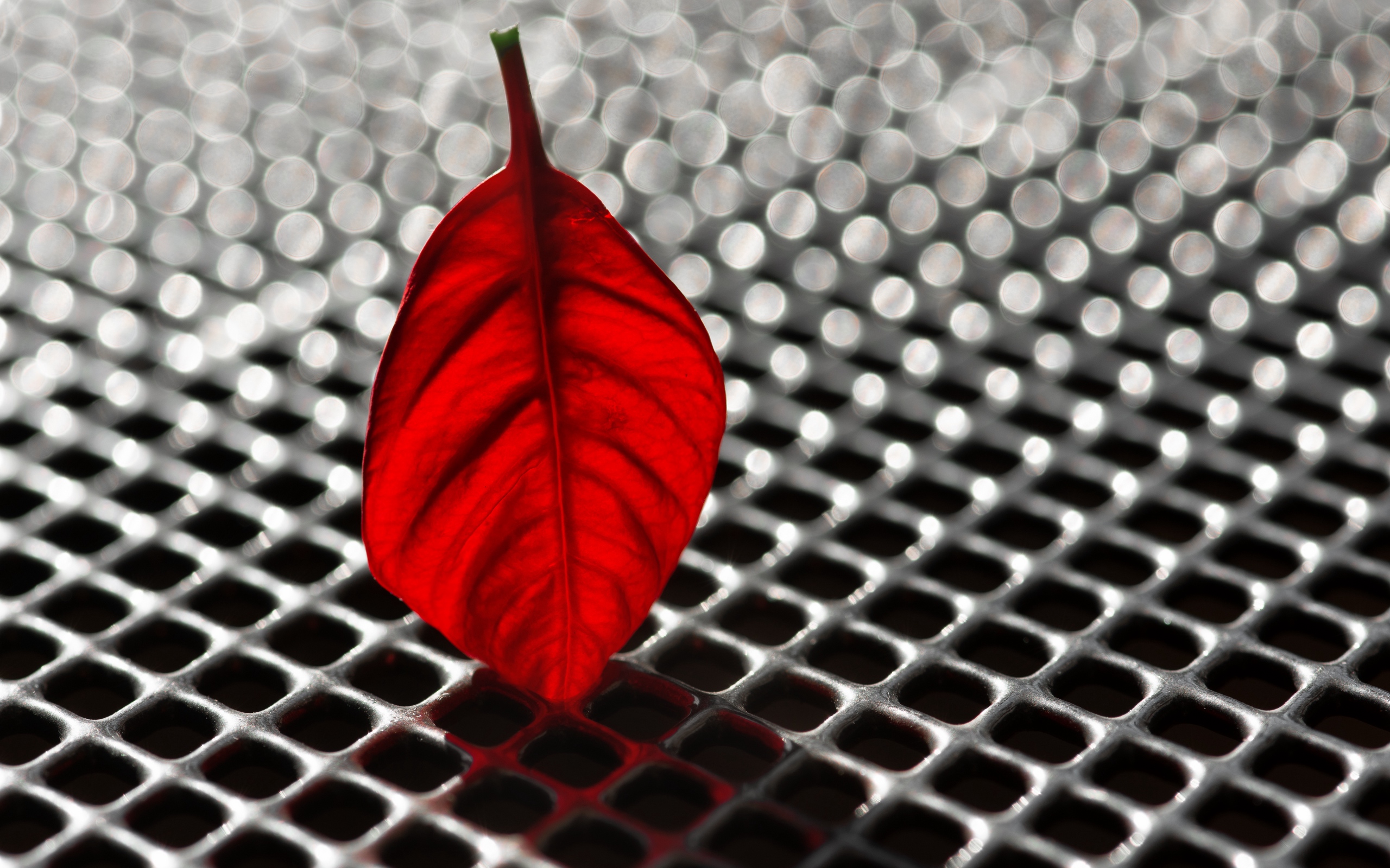 Download wallpaper 2560x1600 sheet, poinsettia, red, grid