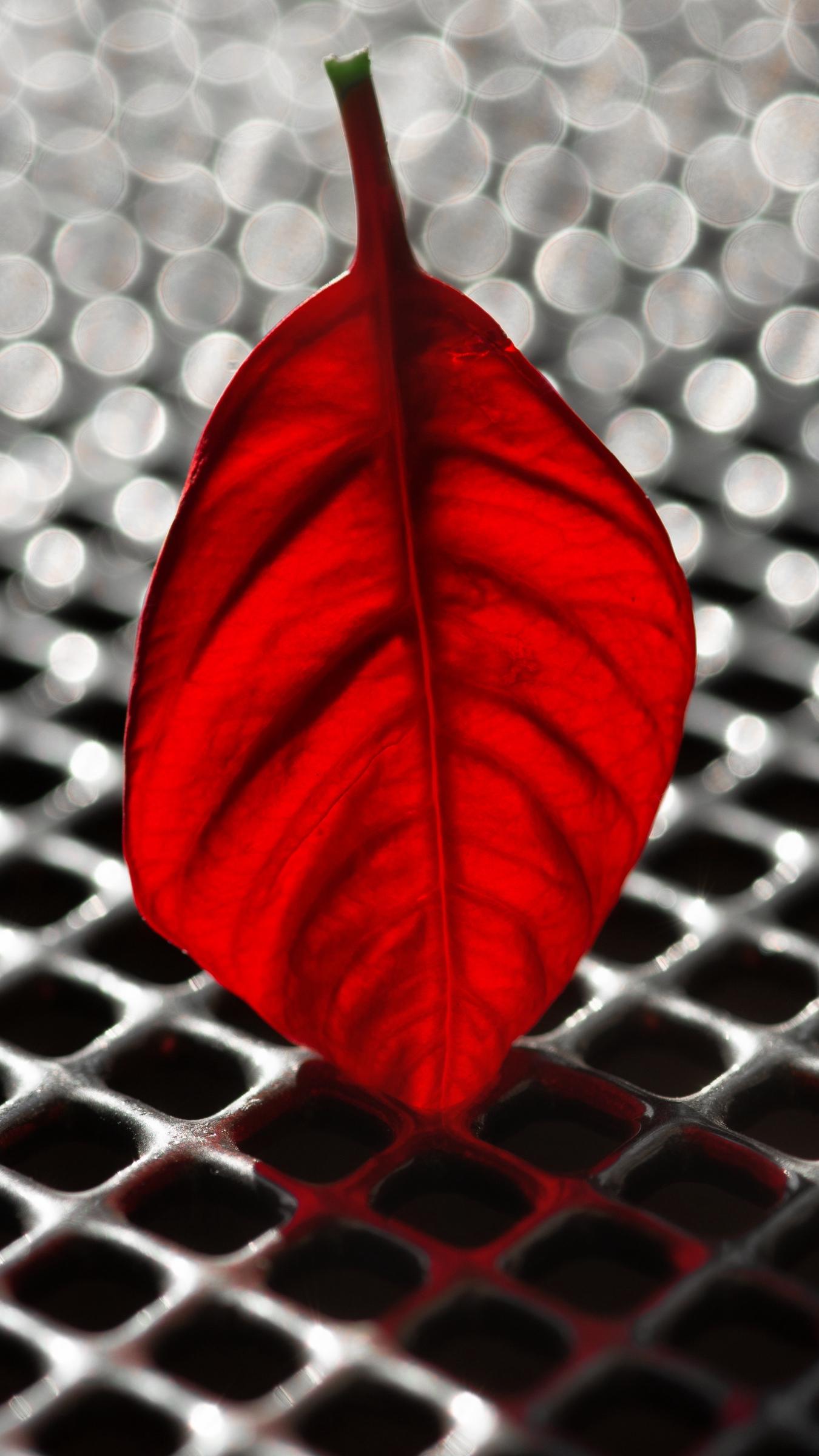 Download wallpaper 1350x2400 sheet, poinsettia, red, grid
