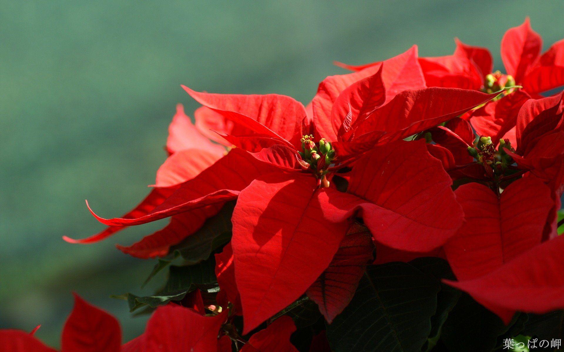 Christmas Poinsettia Wallpaper Free Christmas
