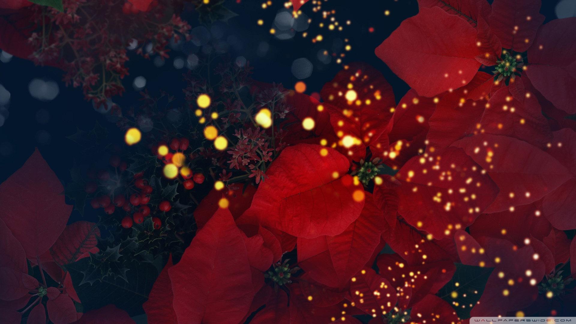 Blooming Poinsettias Red ❤ 4K HD Desktop Wallpaper for 4K