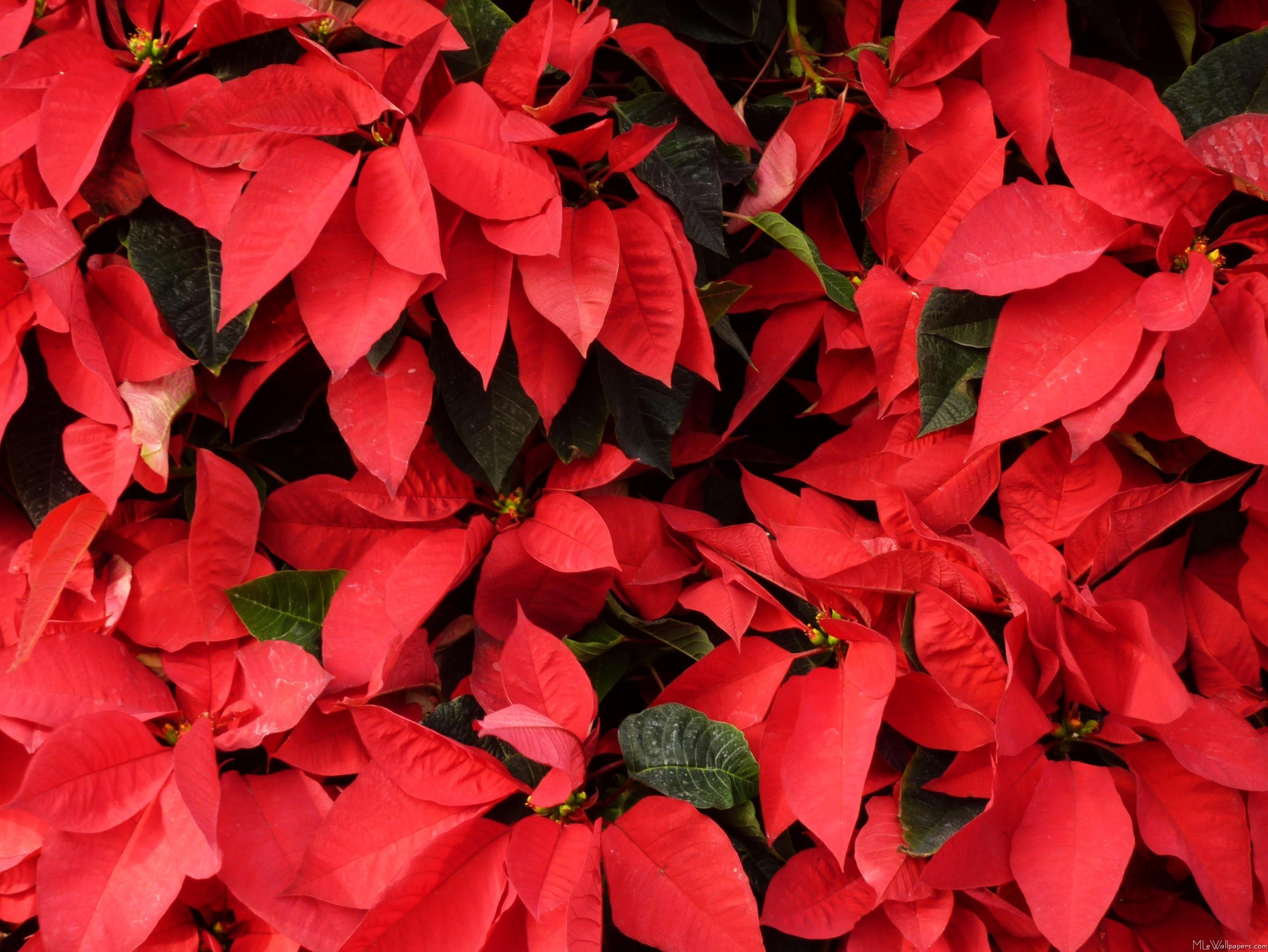 Poinsettia Wallpaper