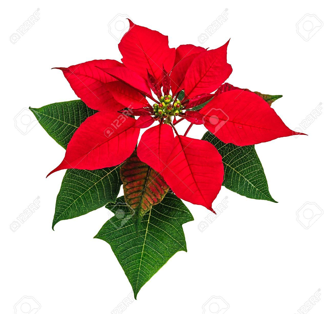 Free download Christmas Red Poinsettia Flower Isolated On