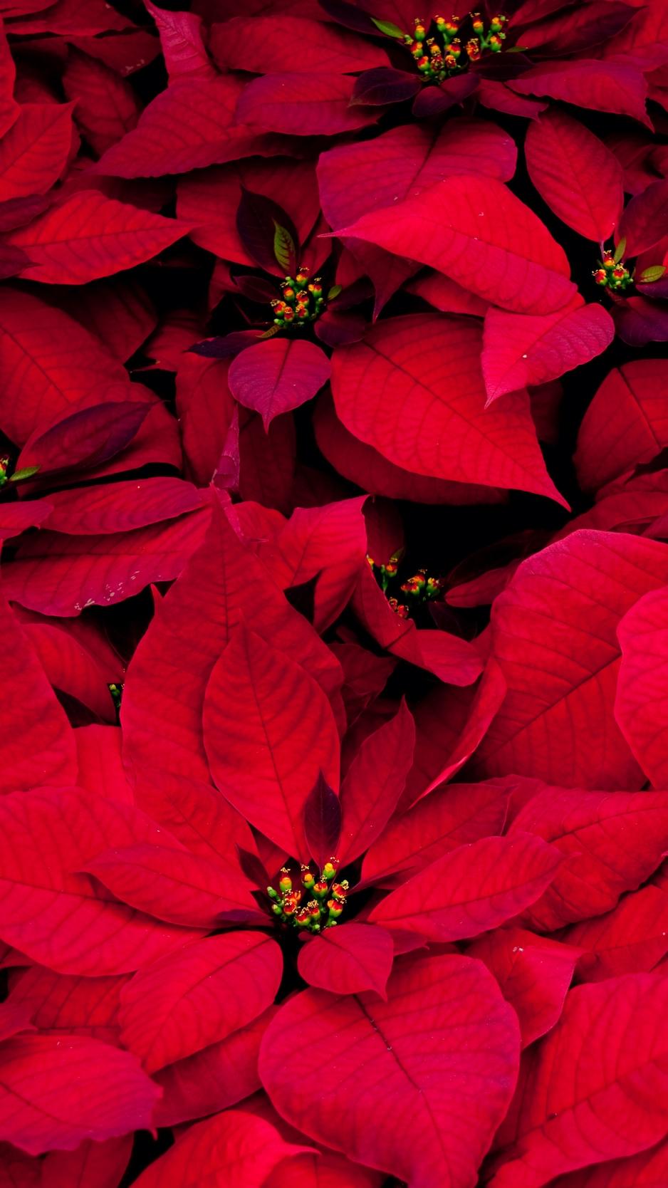 Poinsettia Red Wallpapers - Wallpaper Cave