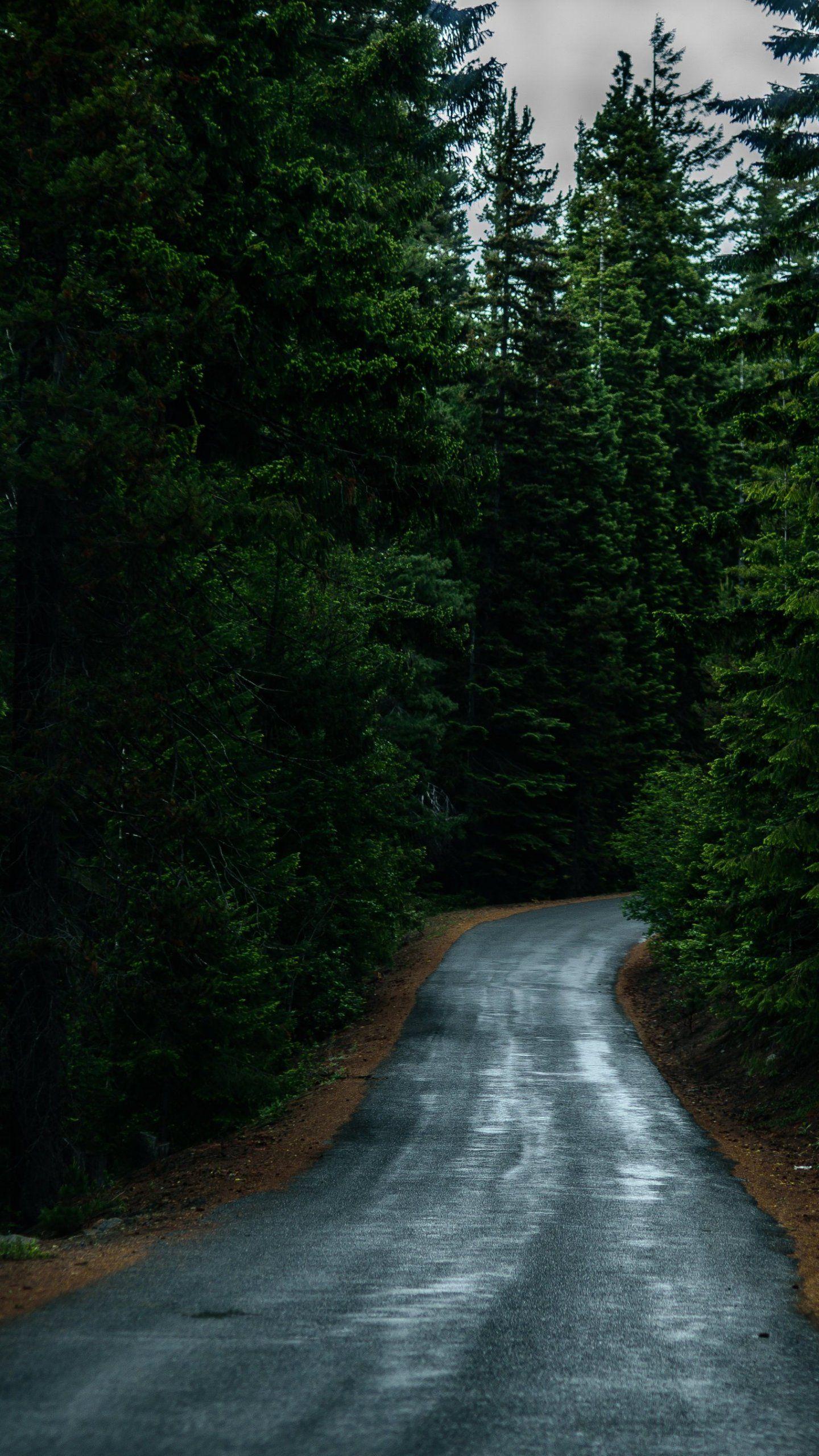 Road Through Forest Wallpaper, Android & Desktop