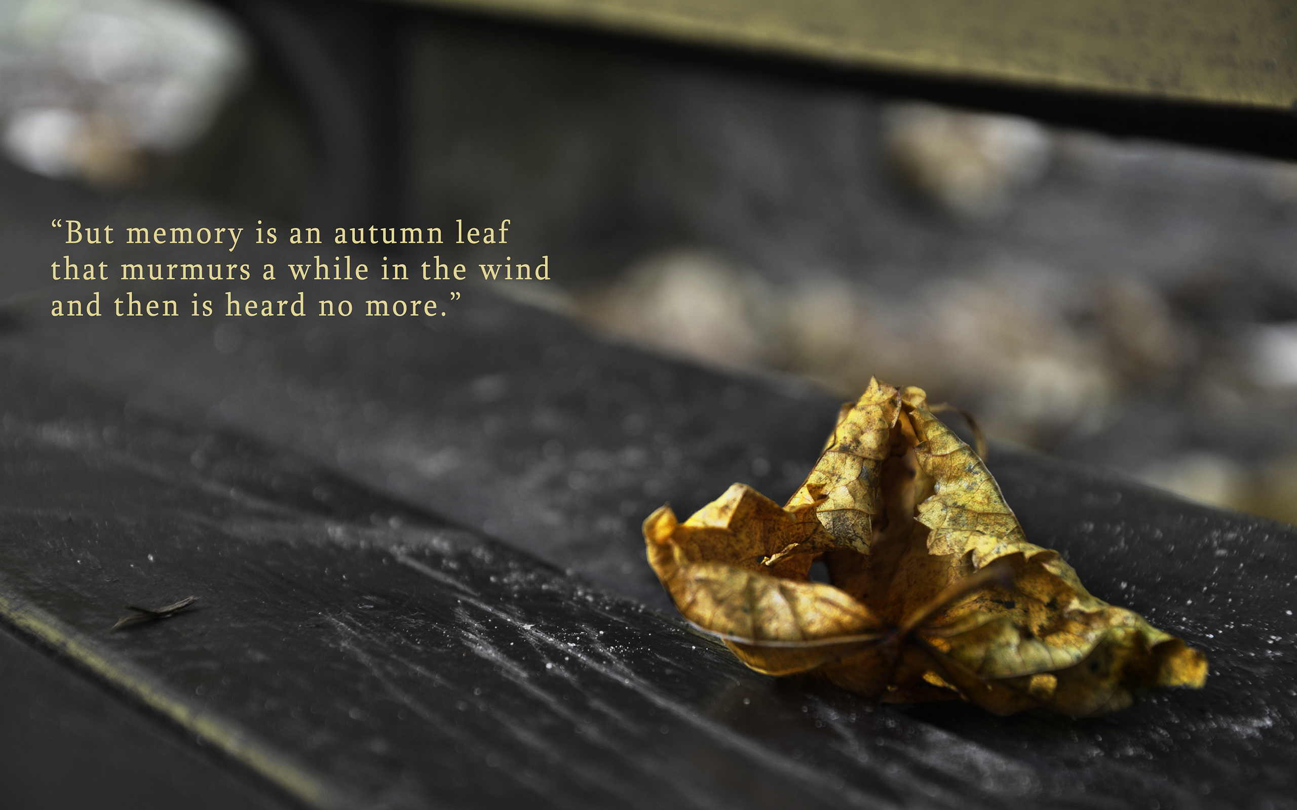 leaf, Autumn, Memory, Macro Wallpaper HD / Desktop
