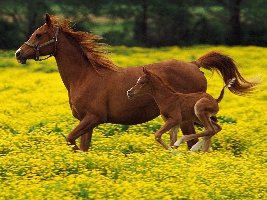 Spring time in the flowers for mom and foal. Horses, Beautiful horses, Animals