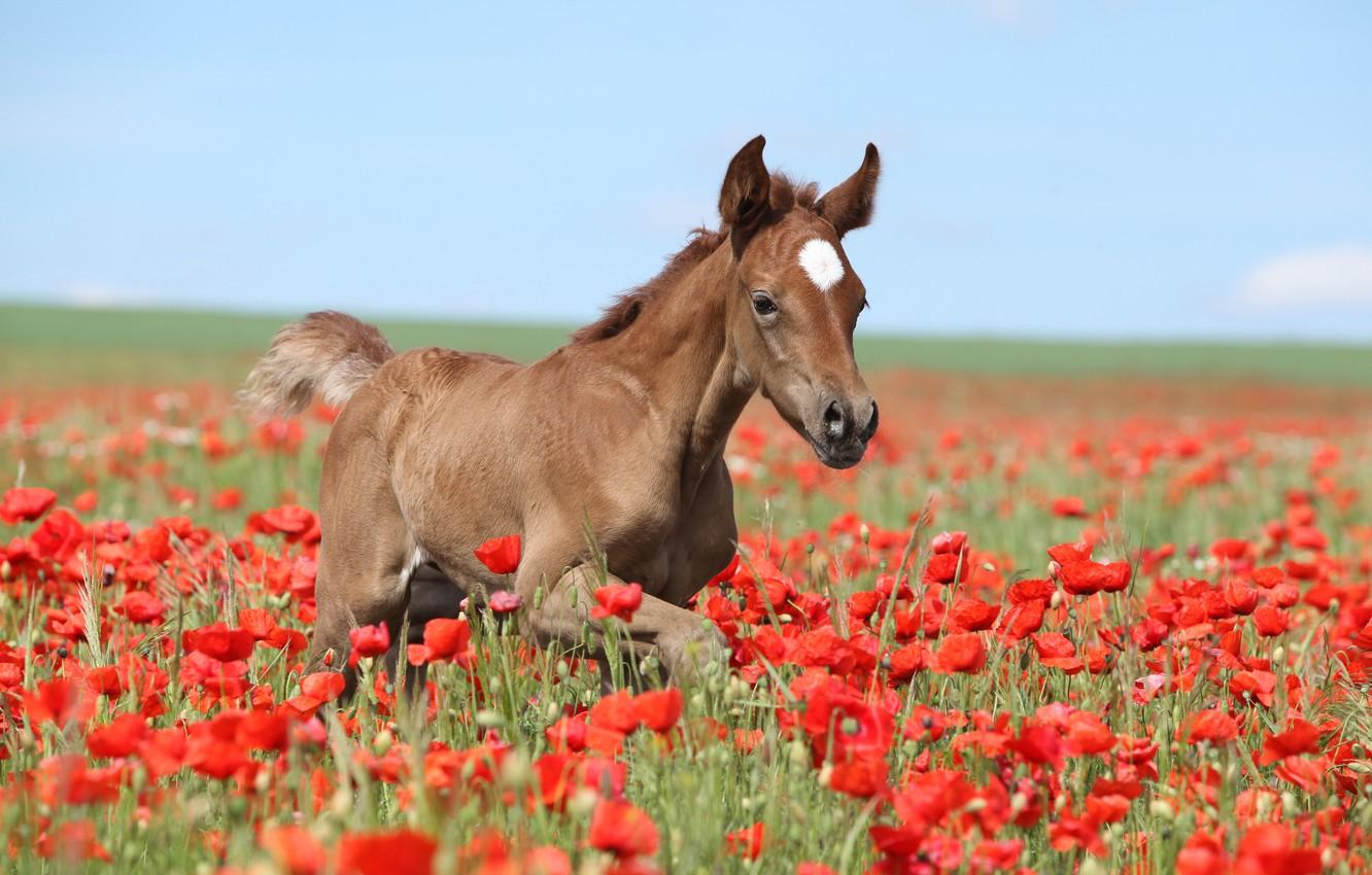 Wallpaper field, summer, the sky, flowers, red, nature, horse, blue, horse, Maki, baby, walk, brown, foal, foal, poppy field image for desktop, section животные