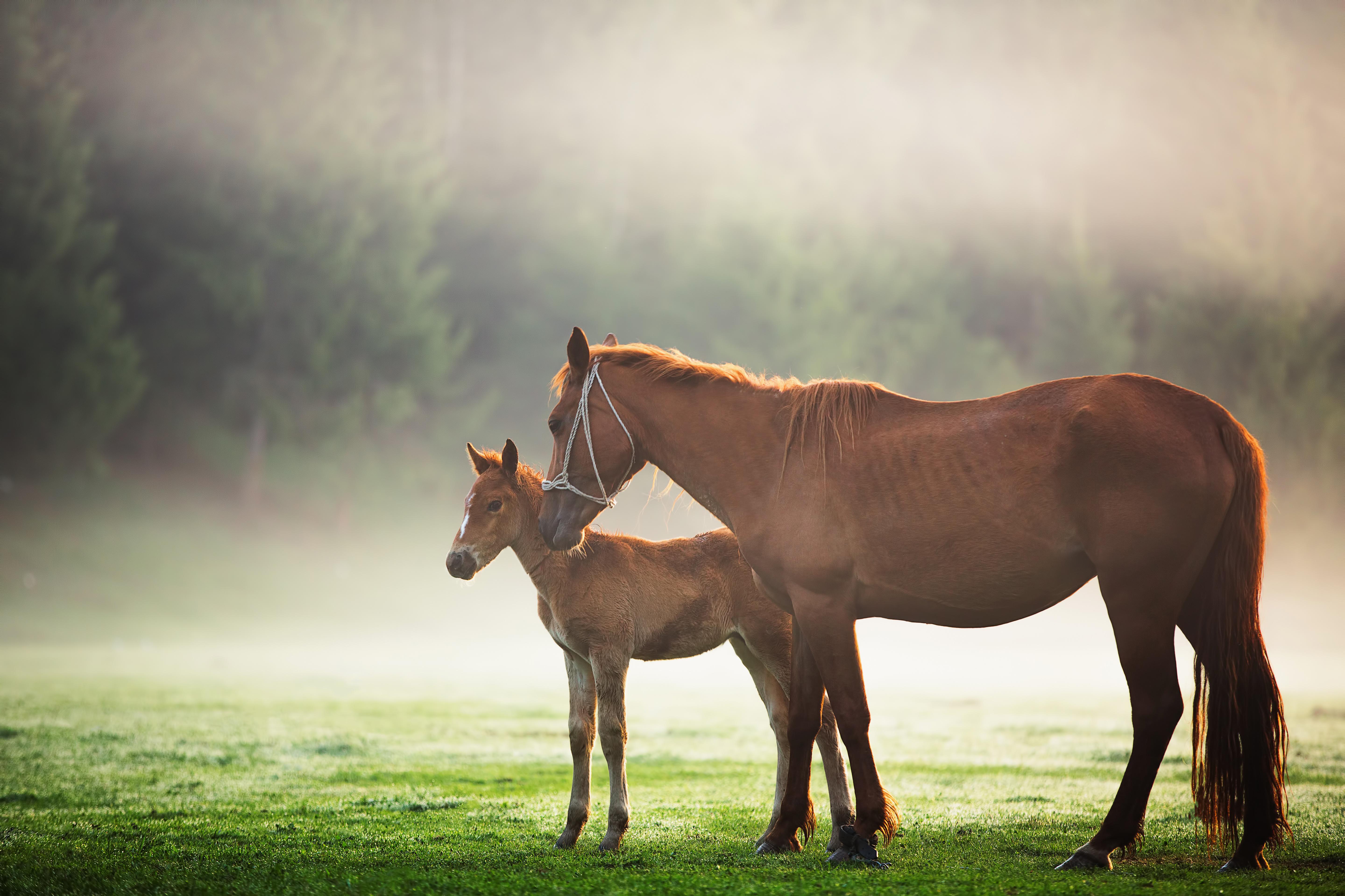 Foal HD Wallpaper and Background Image