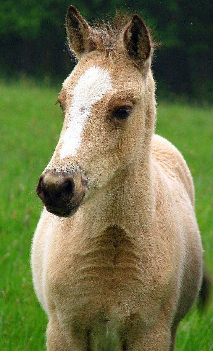 Cute baby horse wallpaper for your phone. Baby horses, Cute baby horses, Cute horse picture