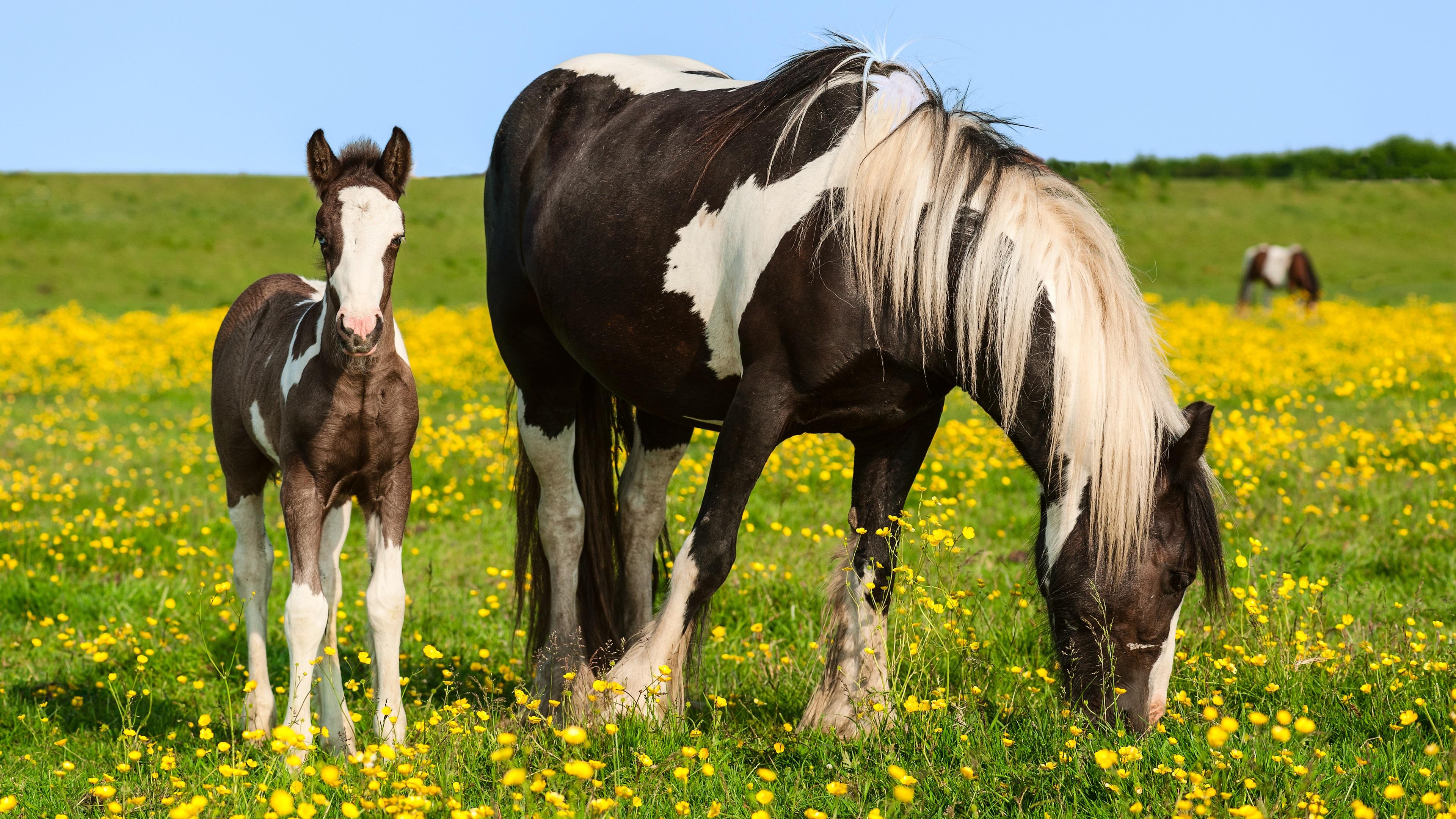 Baby Foals Wallpapers - Wallpaper Cave