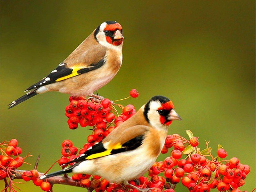 Cute Birds HD Wallpaper Free Download. Beautiful birds