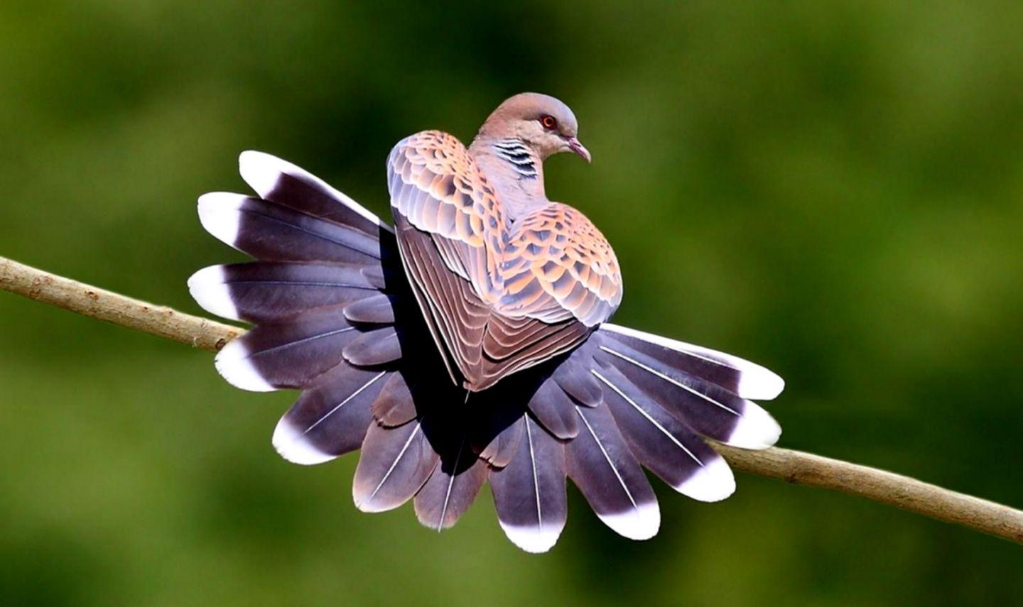 Beautiful Bird Photo HD Wallpaper